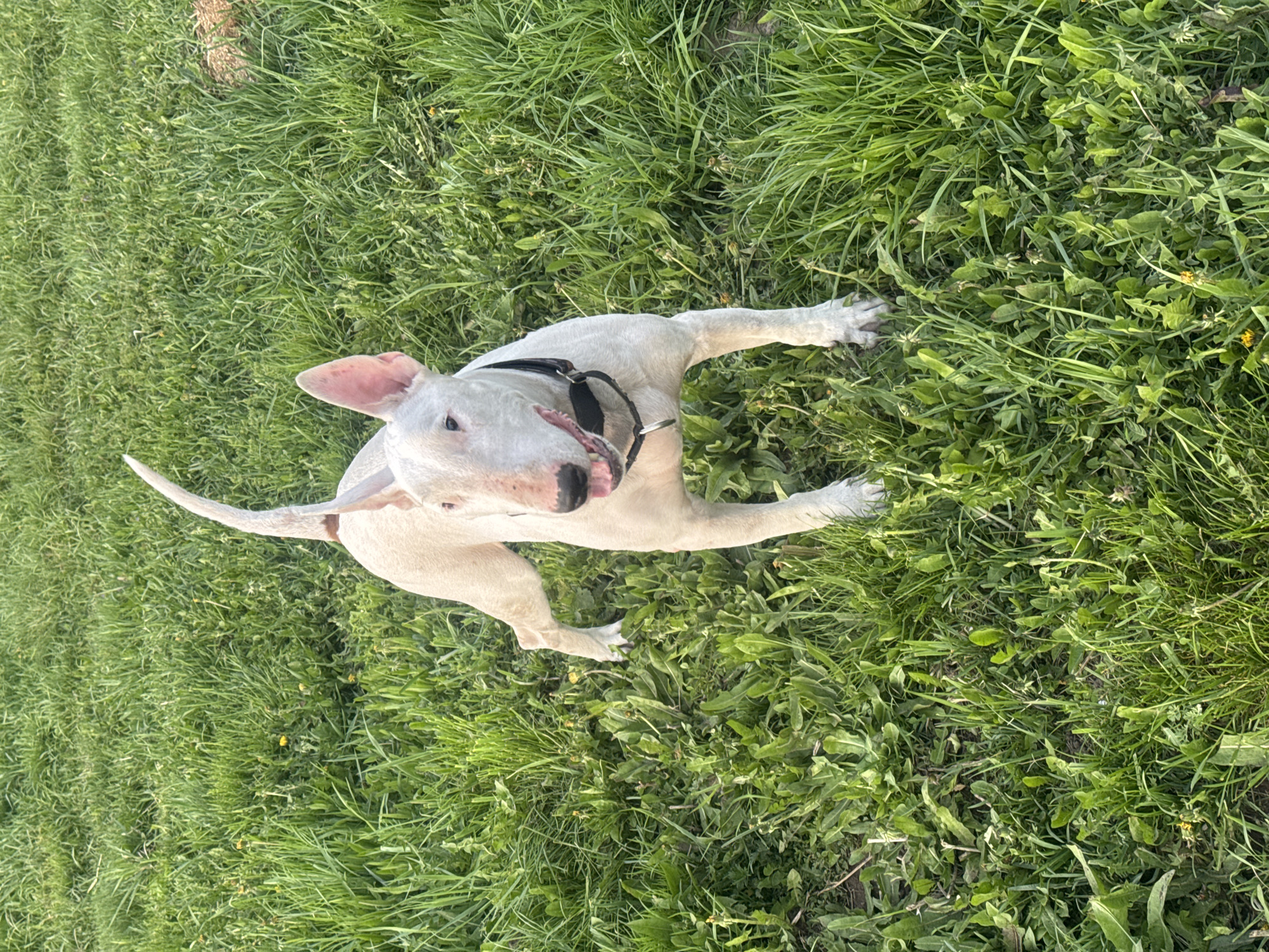 A white Bull Terrier is lying on green grass. The location is not indicated in the image.