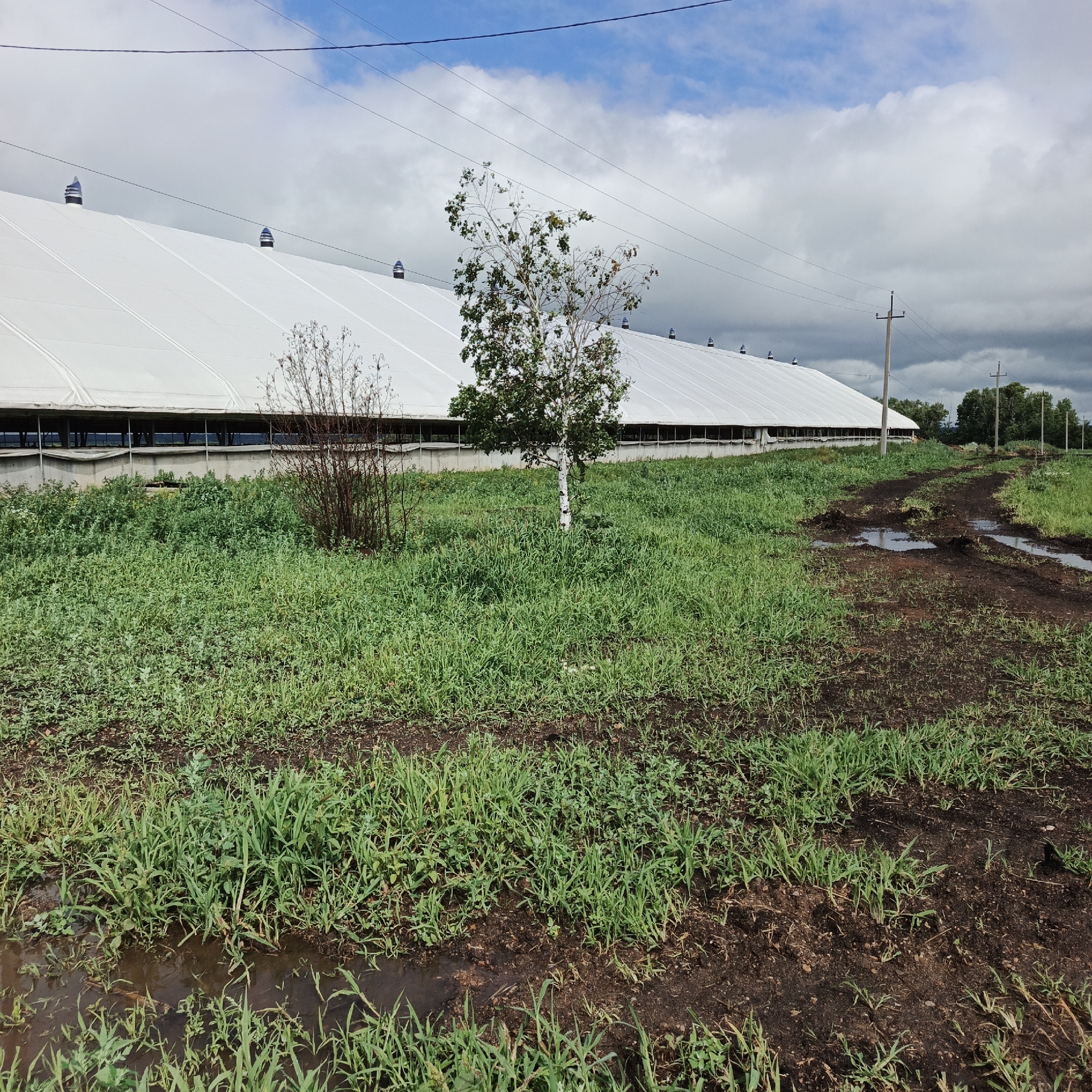 The image depicts an outdoor scene in the city of Orlovka, Russia, featuring a long, white, tent-like structure that appears to be a large agricultural building or greenhouse. The structure has a series of dark vents or chimneys protruding from its white roof. In front of the building, a patch of green grass and some dry brush are visible. A young birch tree with green leaves stands in the middle ground, to the right of the brush. A dirt path, marked by muddy puddles, runs through the grassy area and leads towards the right side of the frame. In the background, the sky is partly cloudy with patches of blue. Several utility poles with power lines are scattered throughout the landscape. The overall impression is one of a rural or semi-rural setting.
