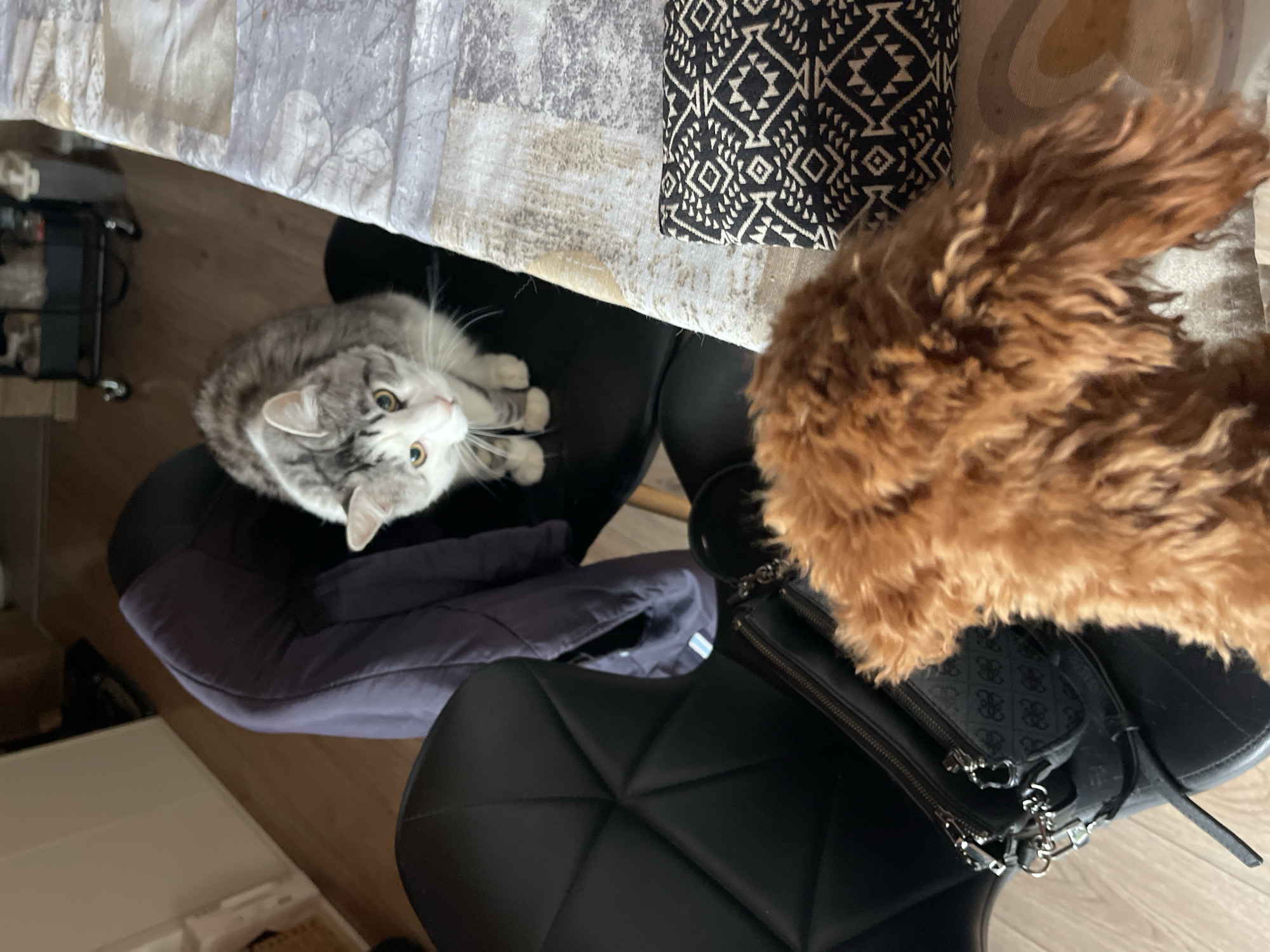 The image shows a scene indoors, likely a domestic setting. A gray and white cat is seated on a chair with a dark, possibly cushioned seat. A light-colored table with a patterned cover is partially visible at the top. Next to the cat is a brown, fluffy dog. A black purse sits on a chair adjacent to the cat's chair. The photograph appears to be taken from a high angle, looking down at the scene. Given the lack of specific indicators, the location in Sofia, Bulgaria is speculative and based solely on the user's query.