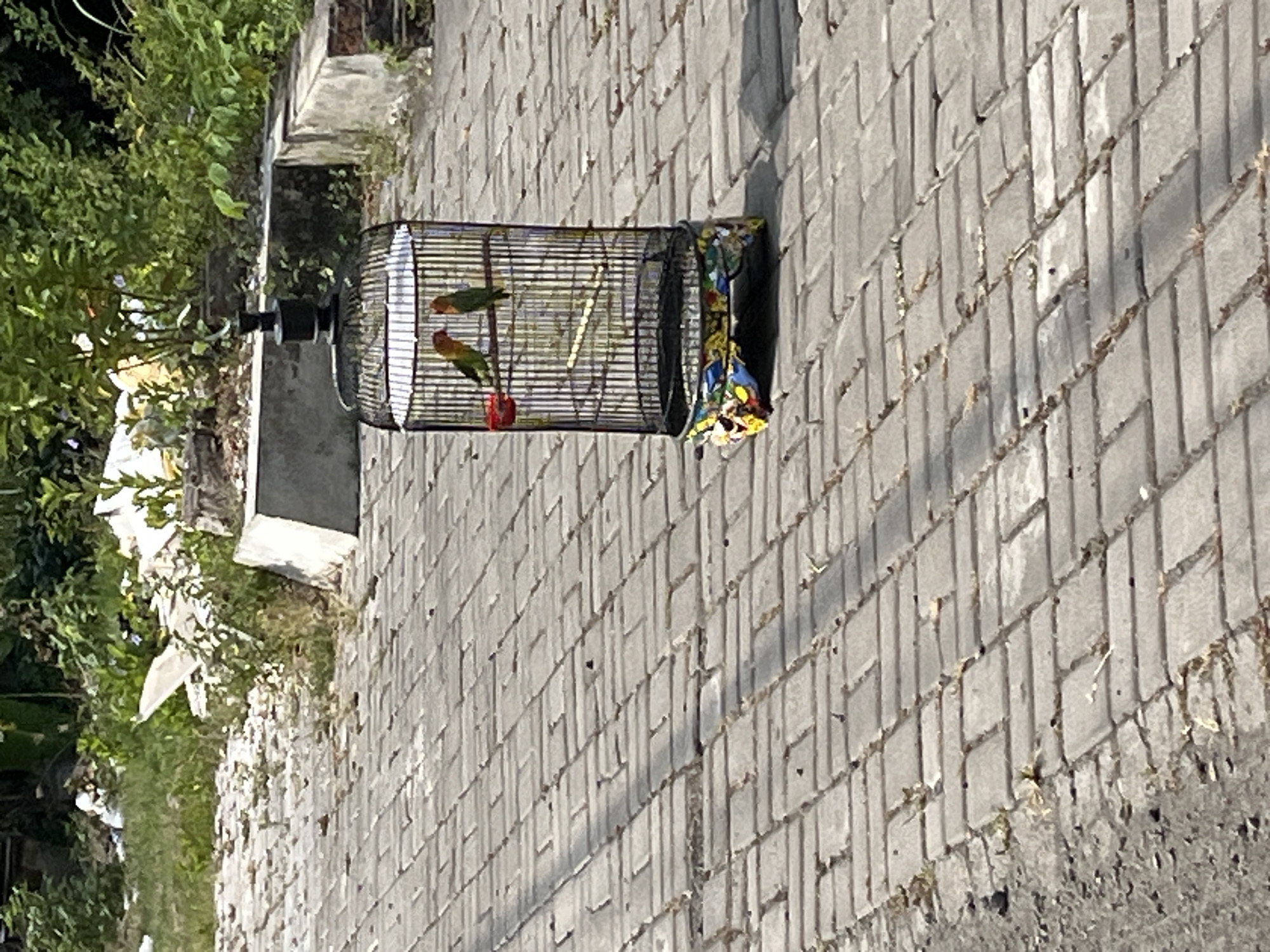 Two lovebirds, one green and yellow, the other predominantly green, are housed in a black metal birdcage with a decorative base featuring colorful patterns. The cage stands on a paved walkway made of interlocking rectangular grey bricks. In the background, lush green foliage and vegetation are visible, suggesting an outdoor environment. Concrete structures are also present in the background, hinting at the presence of buildings or urban landscaping. The lighting indicates it is daytime with shadows cast by the birdcage onto the pavement. The overall scene appears to be in Boro, Indonesia, given the context provided.