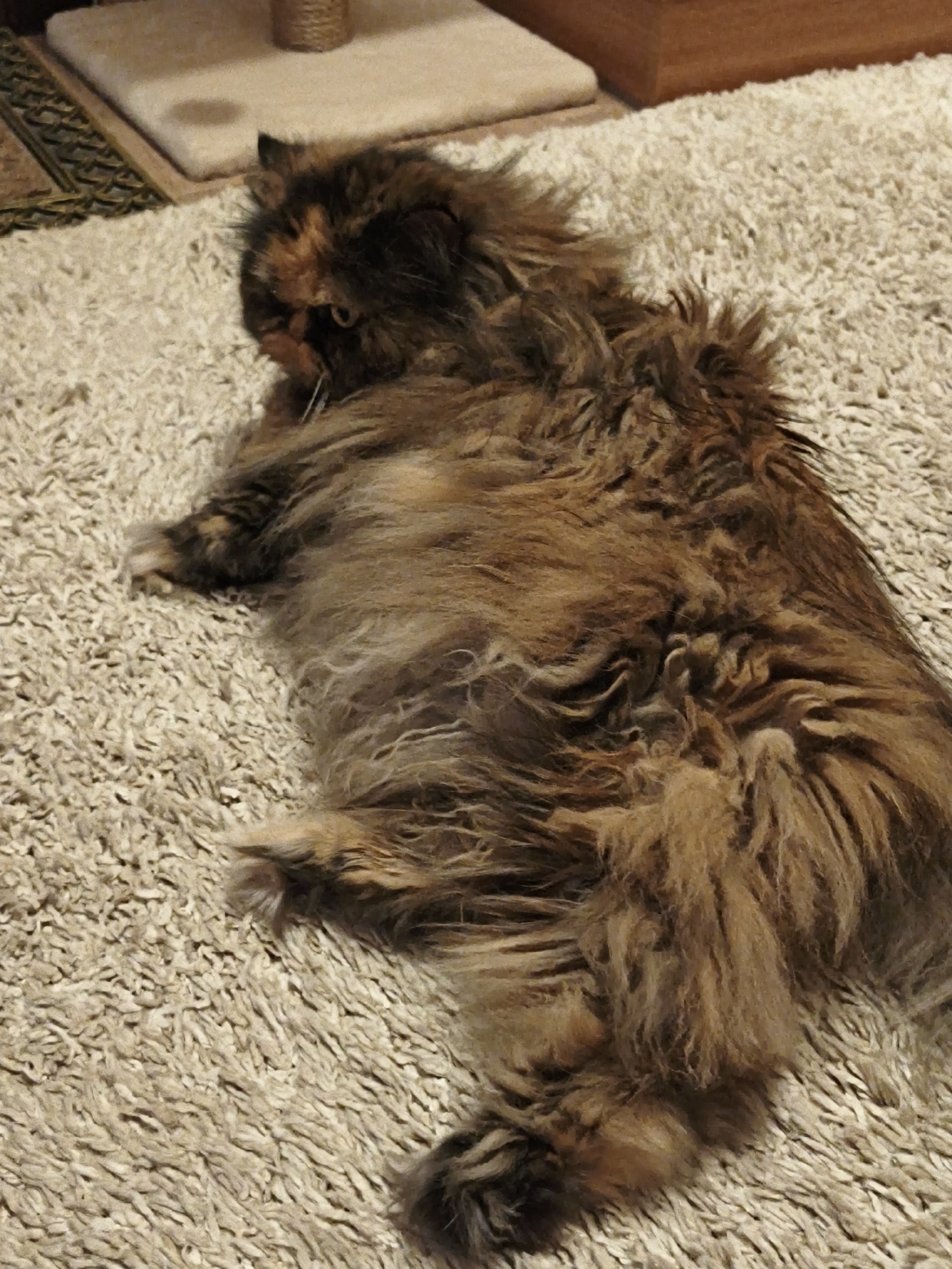 A tortoiseshell cat is lying on a beige carpet. The cat is facing left, with its head turned to look towards the camera. Its fur is long and fluffy, with patches of black, brown, and orange. The cat's eyes are yellow and appear to be looking directly at the viewer. The background is blurred but appears to be an indoor setting, possibly a living room. There is a piece of furniture and a scratching post visible in the background. The lighting is dim.