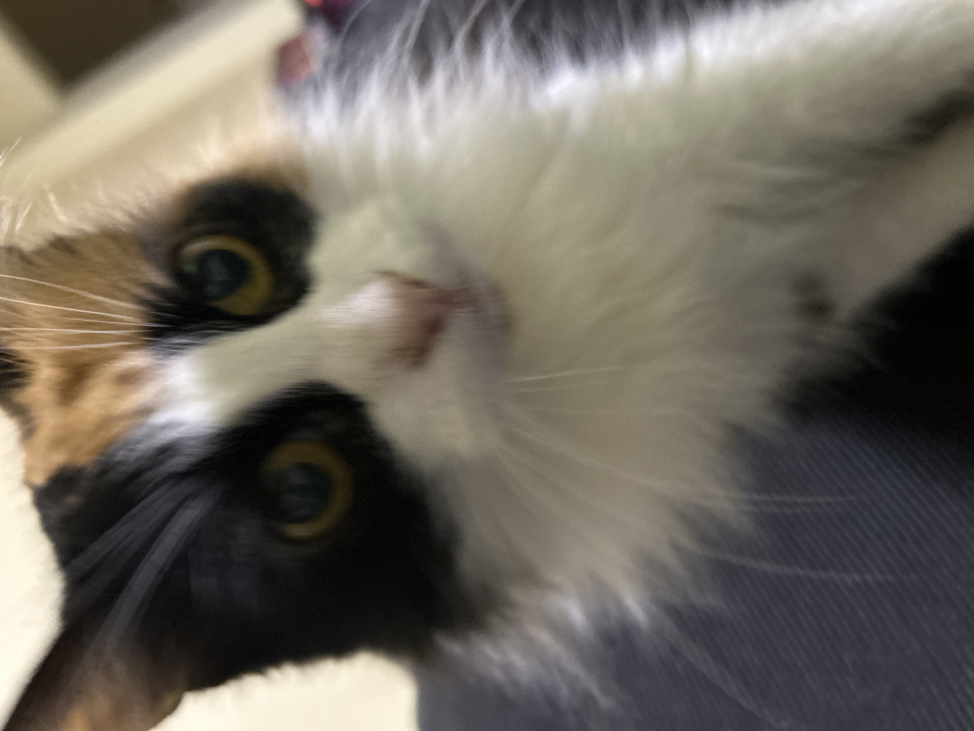 The image is a close-up, slightly blurred photograph of a calico cat. The cat's face is the primary subject, with its distinctive tri-colored fur pattern of black, white, and orange visible. Its yellow eyes are looking directly at the camera. The cat's whiskers are prominent. The background is out of focus but appears to be an indoor setting, possibly a couch or chair upholstered in dark fabric, with a lighter colored wall or surface behind. There is no visible indication of the cat's location within the city of Buenos Aires, Argentina.