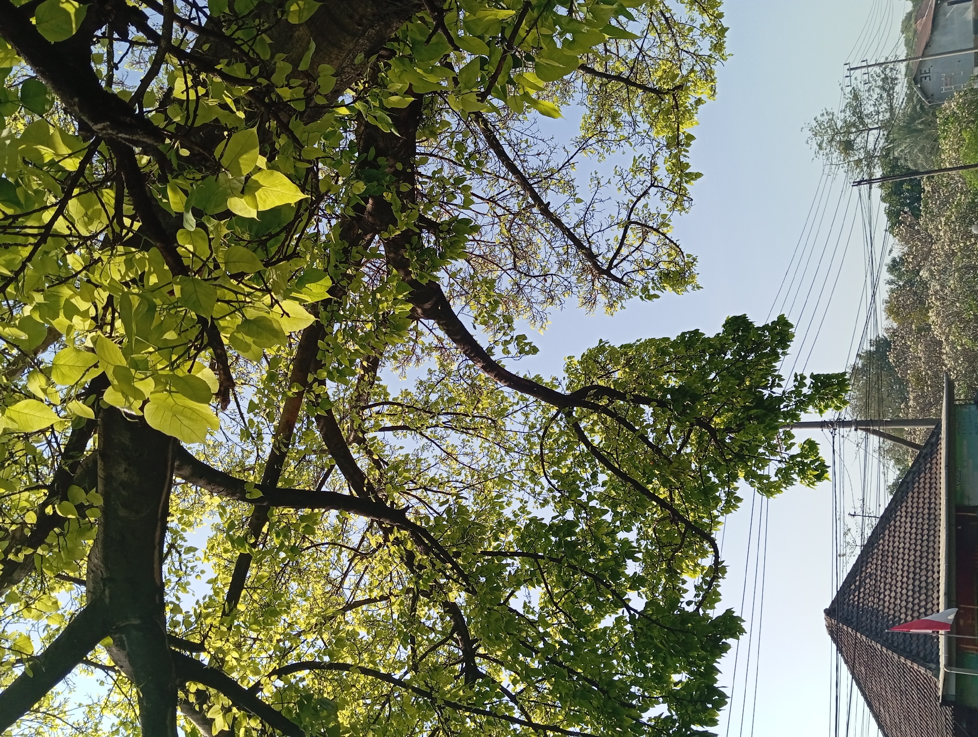 The image depicts a scene from Kepulungan, Indonesia, dominated by the leafy branches of a large tree against a clear blue sky. In the lower left quadrant, a tiled roof of a building is visible, with a small Indonesian flag attached to its facade. Power lines are strung across the upper portion of the frame, indicating an urban or semi-urban setting. The foliage of the tree is lush and green, with sunlight filtering through the leaves, creating a dappled effect. The overall impression is one of a bright, daytime scene, likely in a residential or commercial area of the town, with the natural element of the tree providing a strong visual presence.