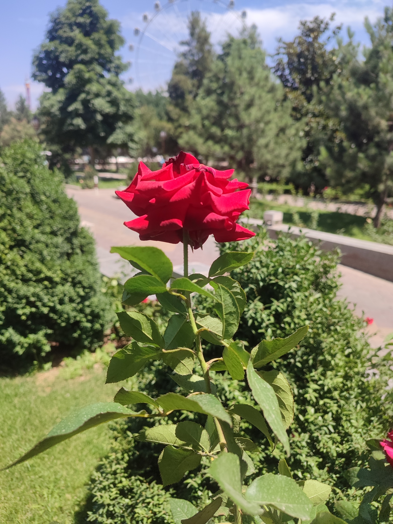 The image depicts a vibrant red rose in the foreground, its petals slightly unfurled, with a backdrop of lush greenery and a bright blue sky with scattered clouds. Behind the rose bush, a paved pathway winds through a park-like setting with manicured bushes and trees. In the distance, a large Ferris wheel is visible, suggesting an amusement park or recreational area. The overall scene appears to be outdoors on a sunny day, with soft shadows indicating it could be mid-morning or late afternoon. The focus is on the natural beauty of the rose, with the man-made structures in the background adding context to the location. The setting seems peaceful and inviting. There is no visible text in the image.