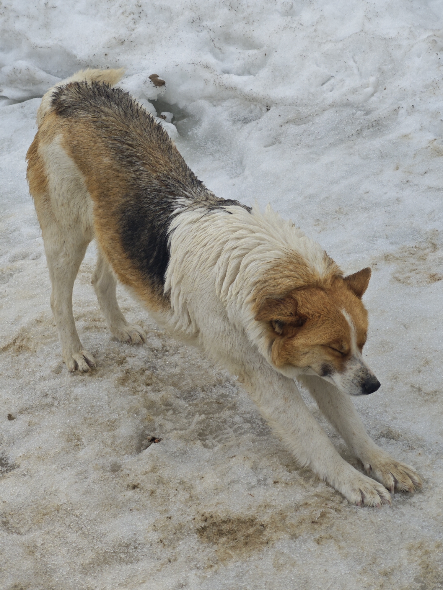 A medium-sized dog with a light tan head and white muzzle, chest, and underbelly is stretching forward in a snowy environment. The dog has a black stripe across its back, separating the tan areas of its body. The snow is dirty and appears to be melting. The location is in the city of Unknown, Russia.