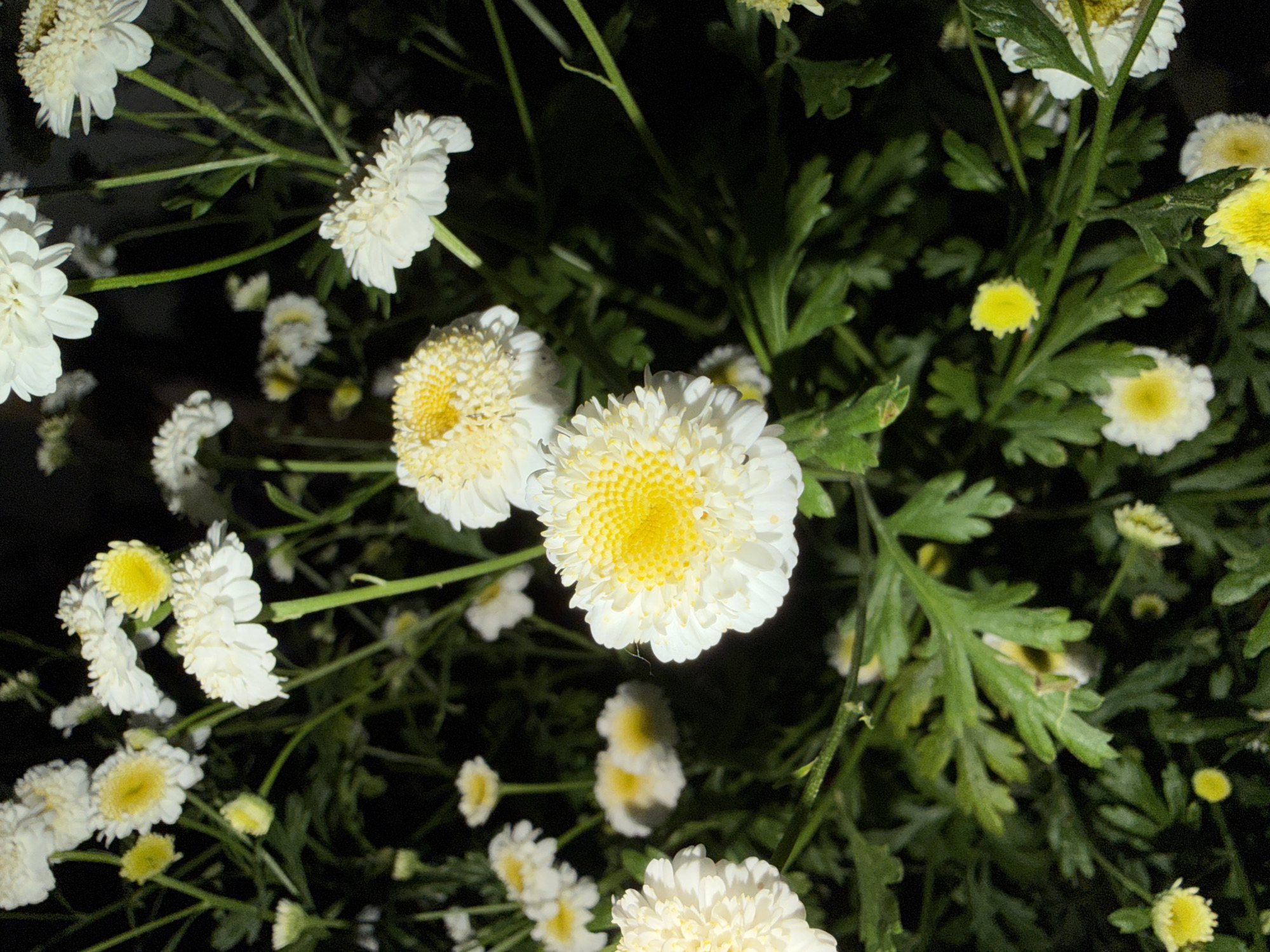 The image presents a close-up, high-angle view of a flowering plant, likely captured at night or in deep shade, with a dark, indistinct background. The primary subjects are numerous white and yellow daisy-like flowers, possibly a variety of chrysanthemum or feverfew, set against their green foliage and stems.
The flowers predominantly feature bright white ray florets (petals) and dense, textured yellow disc florets forming their centers. Many blossoms are fully open, clearly displaying their intricate, button-like yellow cores, while others appear as smaller buds or are partially unfurled. The vibrant white and yellow of the flowers create a stark contrast with the dark surroundings.
The plant's foliage consists of deeply lobed, medium-green leaves, some appearing slightly glossy. Green stems are visible, supporting the blossoms and leaves. The lighting seems artificial, suggesting the use of a flash or direct light source, which brightly illuminates the plant elements against the dark backdrop.
The composition emphasizes the texture and form of the individual flowers and leaves. There is no visible text or human activity within the frame. The location context provided for this image is Dabene, Bulgaria.
