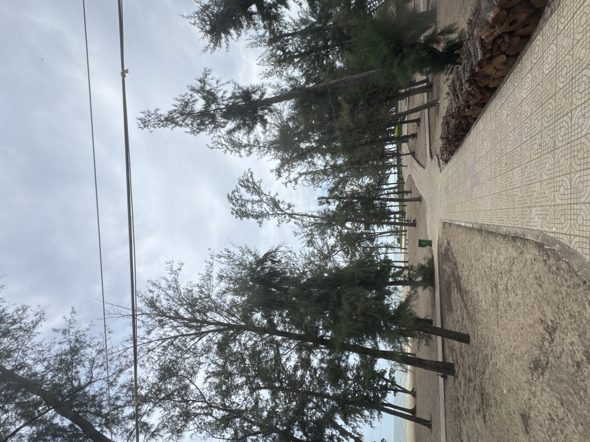 A paved walkway, lined with a neat stack of logs, curves through a sandy area dotted with tall, slender trees. The trees, with their sparse foliage, are characteristic of coastal vegetation, and in the distance, a glimpse of the sea can be seen. The sky is overcast and a trash can is visible near the walkway. This scene depicts a section of the Mũi Né beach in Phan Thiết, Vietnam, a popular tourist destination known for its sandy shores and coastal dunes.