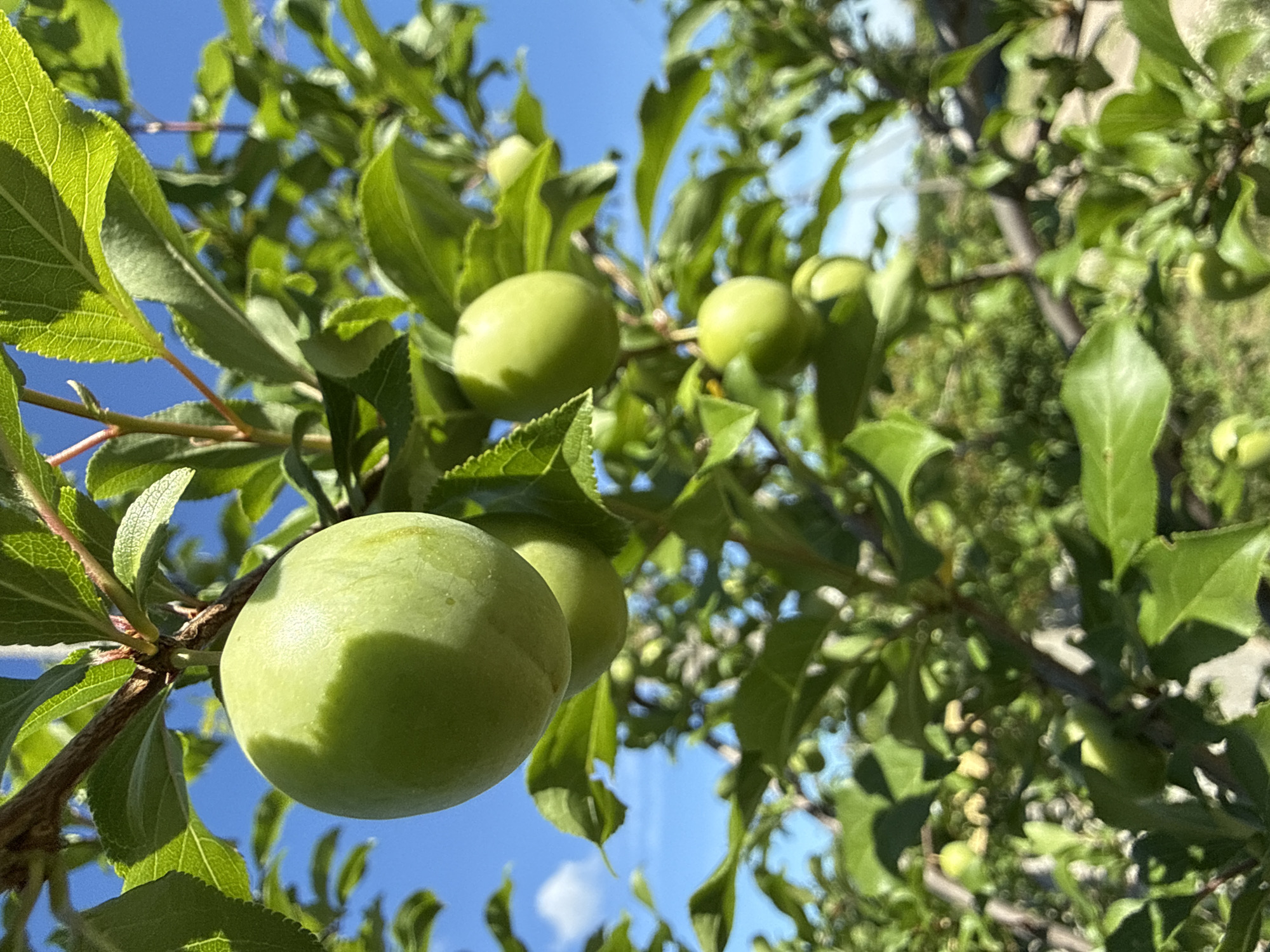 The image shows a close-up of a plum tree with unripe green plums and lush green leaves against a bright blue sky. The plums are round and smooth, some hanging in clusters, while others are solitary. The branches of the tree are visible, with a rough, textured bark. The background is softly blurred, showing more greenery and a hint of the landscape in the distance. The overall scene suggests a warm, sunny day in an orchard or garden. The image is sourced from Korobivka, Ukraine.