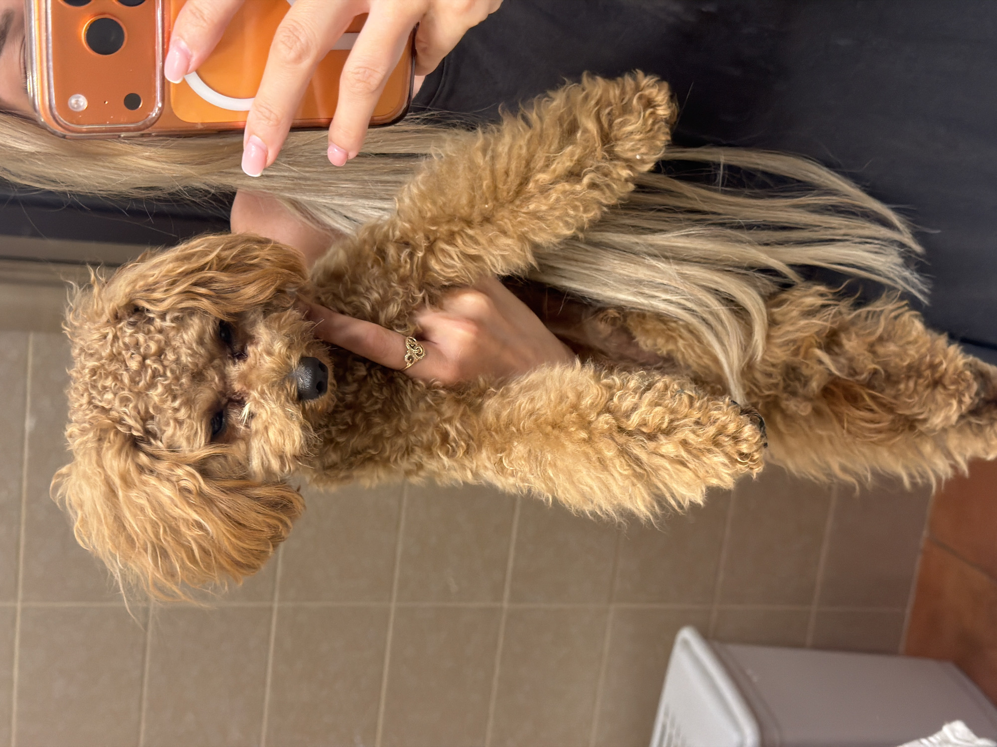 The image shows a person holding a small, curly-haired dog. The dog is a light brown or golden color and appears to be a toy poodle or a similar breed. The person's hands are visible, one holding a smartphone with an orange case, and the other gently touching the dog's face. The dog's eyes are closed, and it seems to be resting comfortably. The person has long, blonde hair that falls around the dog. They are wearing a ring with an ornate design on one finger.
The setting appears to be indoors, with a tiled floor visible in the lower part of the image. The lighting suggests it could be daytime, but there are no strong indicators of natural light. A white object, possibly a piece of furniture or an appliance, is visible in the bottom right corner. The overall mood is relaxed and affectionate, highlighting the bond between the person and their pet. There is no visible text in the image.