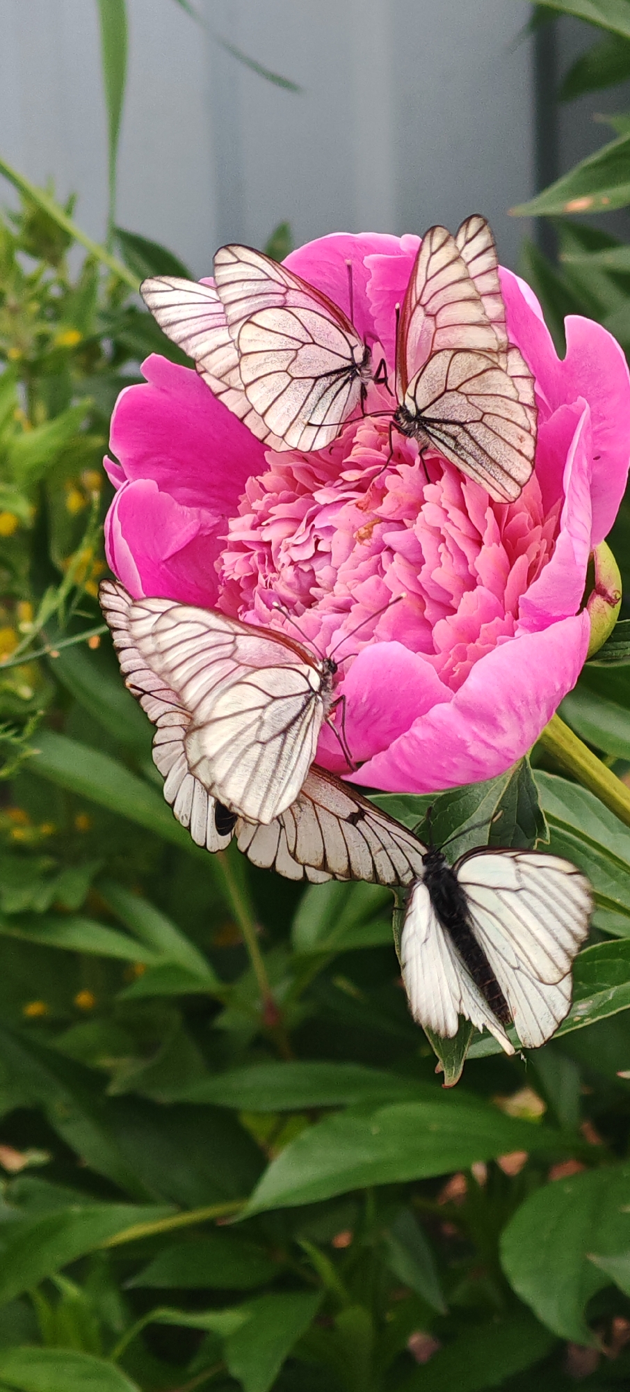 In Altayskoye, Russia, a vibrant pink peony bloom serves as a landing spot for five white butterflies. The peonies' delicate petals form a soft backdrop for the insects, whose wings display intricate black veining. The butterflies are positioned across the flower, with some clustered on the upper petals and others resting on the lower leaves. The surrounding environment consists of lush green foliage, suggesting a natural outdoor setting, likely a garden or park. The lighting indicates it is daytime, with diffused natural light illuminating the scene.