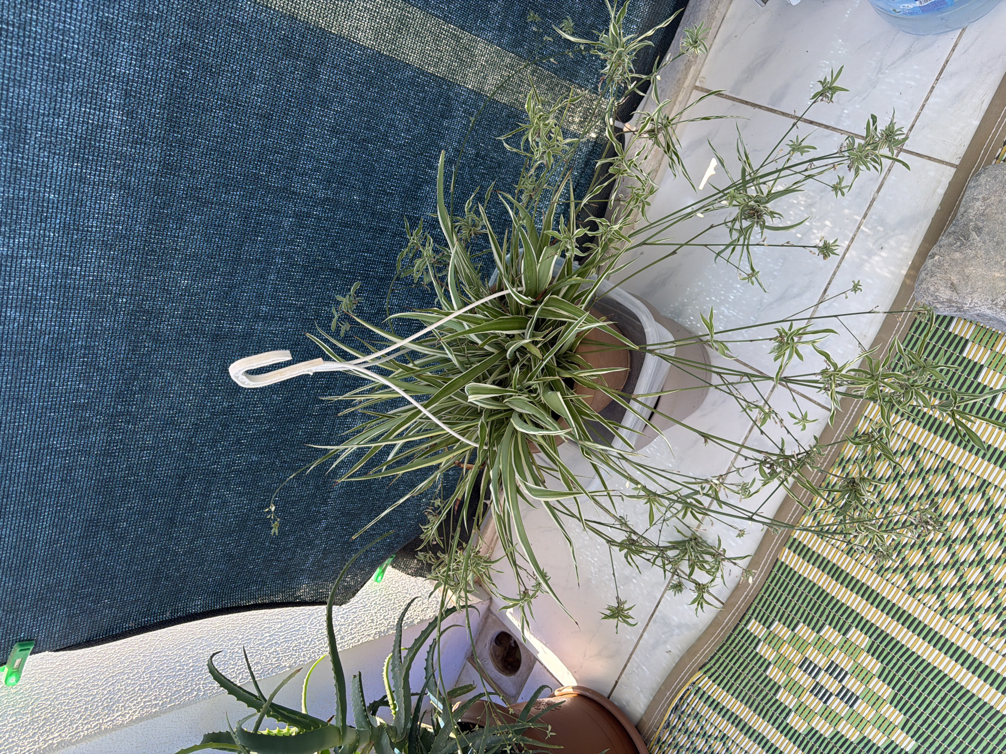 An outdoor scene with plants is shown in this eye-level, medium shot. The main subject is a hanging spider plant in a brown pot, with long, arching leaves and numerous plantlets hanging down. To the left, a potted aloe vera plant is partially visible. The background consists of a textured white wall on the left and a dark blue mesh screen stretched tautly. The ground is tiled with white squares, and a green and yellow striped mat is laid out on the floor. A large gray rock rests near the bottom right corner. Sunlight casts shadows across the tiled floor and illuminates the plants.