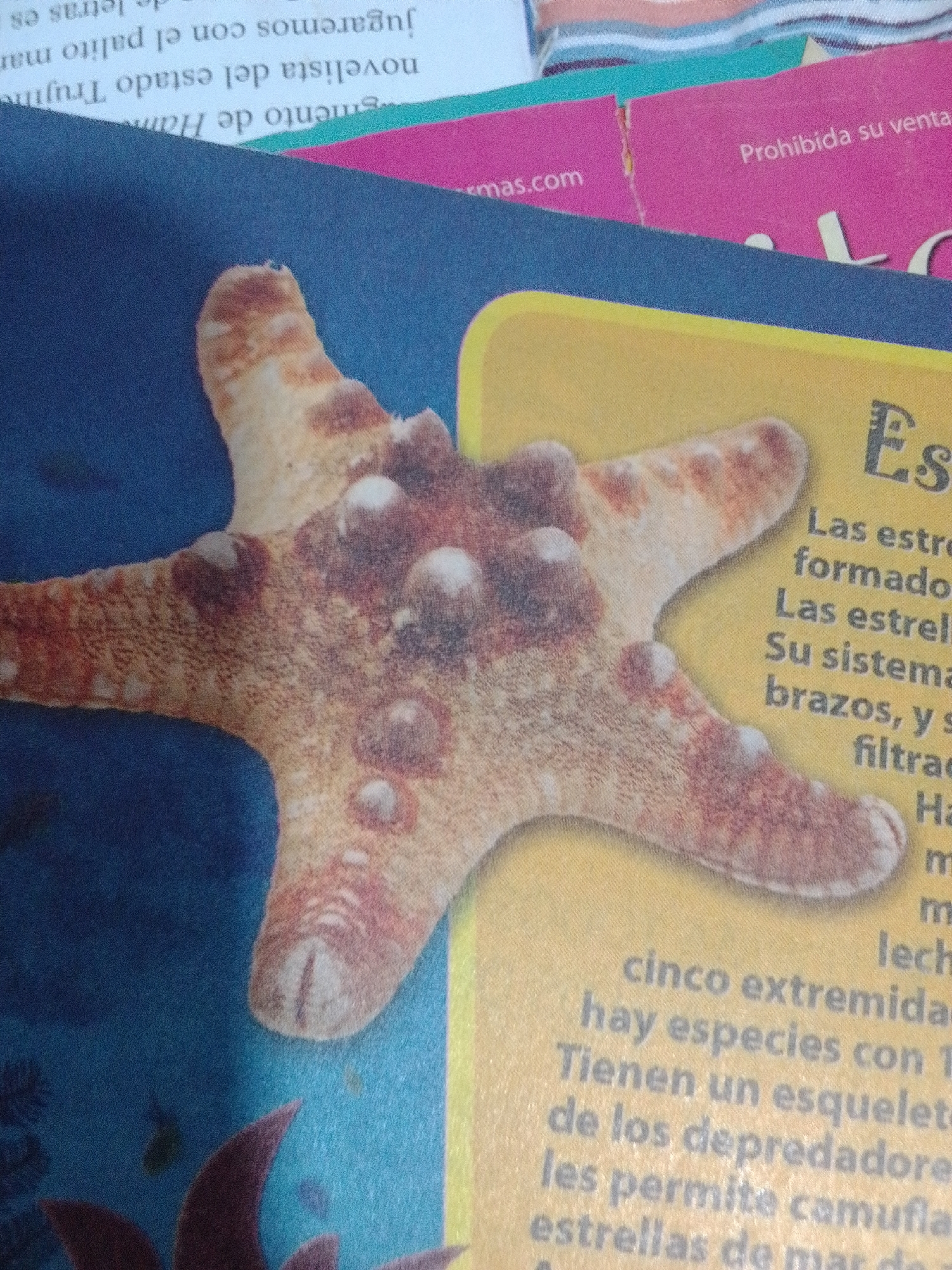 The image is a close-up photograph of a starfish, likely from a book or educational material, placed on a surface with a blue background that appears to be water. The starfish is prominently featured in the center of the frame, displaying its characteristic five arms. It is a mottled brown and orange color with lighter-colored bumps and markings. To the right of the starfish, text is visible in Spanish, printed on a yellow background. The text discusses starfish, mentioning their structure and habitat. Above the yellow section, parts of pink and green paper are visible, with some Spanish text on the pink paper that reads "Prohibida su venta" (Prohibited for sale). The overall scene suggests an educational display or a page from a publication about marine life. There is no discernible information within the image that places it in the city of La Tagua, Venezuela.