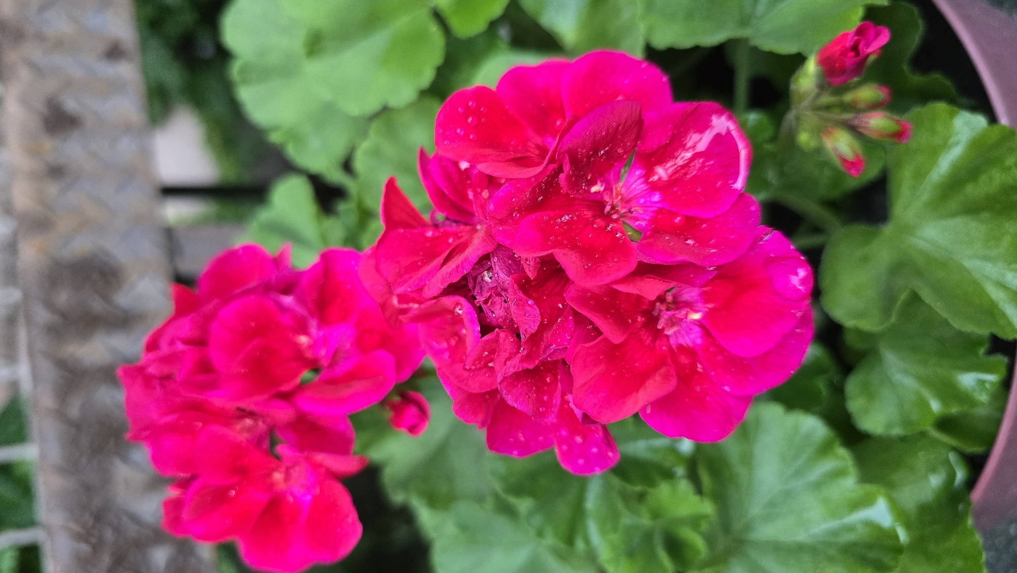 This media file is a close-up, top-down shot of bright pink geranium flowers, with water droplets on their petals. The flowers are clustered together, with some fully bloomed and others in bud. Lush green leaves surround the flowers, some of which also have water droplets. In the background, out of focus, is a textured surface that appears to be a wooden post or railing, and possibly a glimpse of a dark pot. The overall impression is that of a garden setting after rain, with the bright colors of the flowers providing a vibrant contrast to the green foliage and muted background elements. The lighting suggests it is daytime, and the water droplets indicate recent precipitation. There is no text visible in the image.
