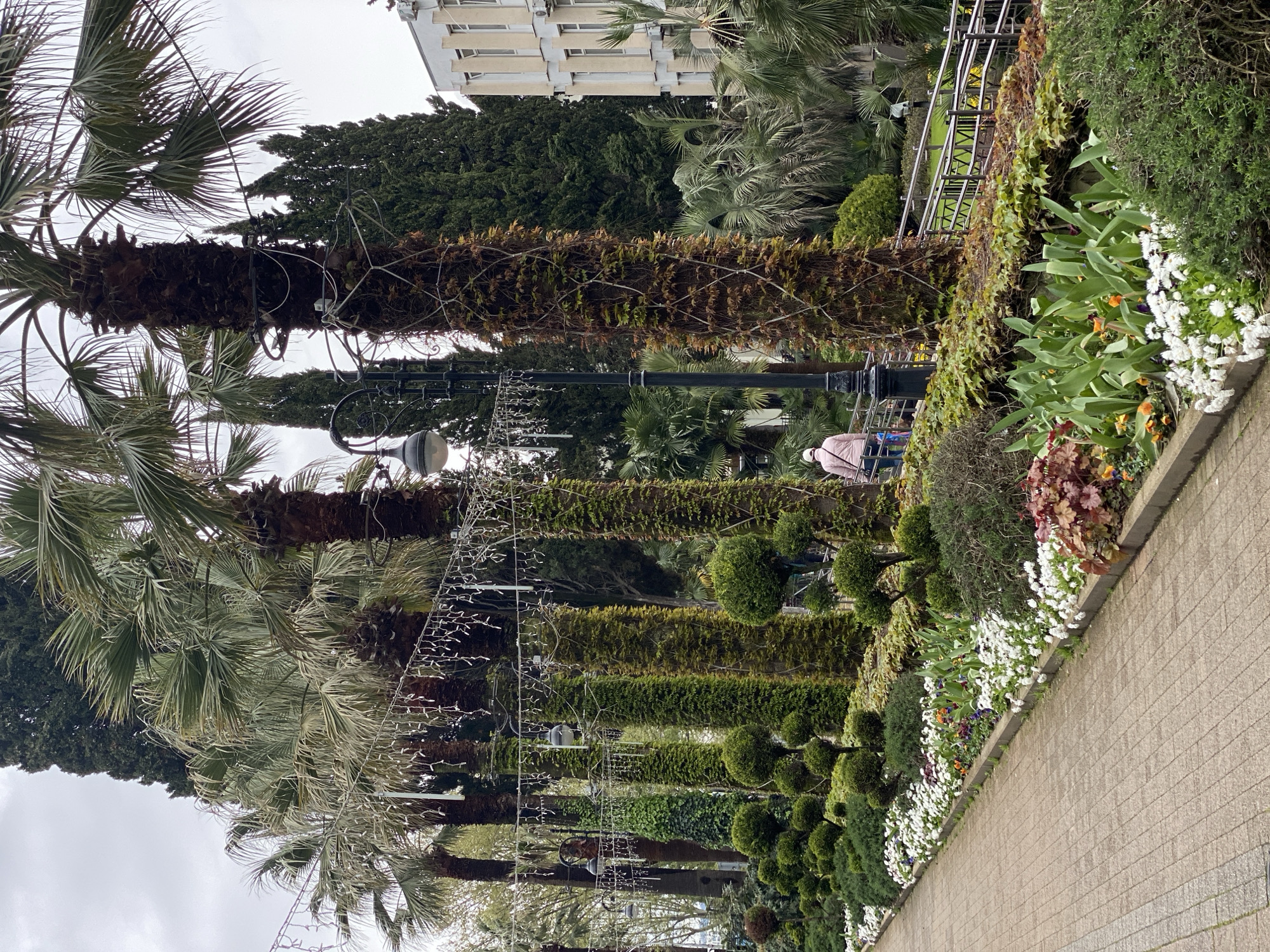 This image depicts a serene park or promenade in Sochi, Russia, under an overcast sky. A paved pedestrian walkway, composed of light-colored bricks, occupies the right side of the frame. Adjacent to the walkway is a landscaped bed featuring a variety of plants, including rows of neatly trimmed spherical topiaries, lush green shrubs, and vibrant flower arrangements with white daisies and hints of orange and purple blooms.
A prominent feature is an avenue of tall palm trees, their sturdy trunks forming a distinctive line along the left side of the scene. Many of these palm trunks are wrapped with decorative string lights or garlands, which also extend between the trees. Interspersed among the palms are vintage-style black street lamps. Beyond the immediate landscaping, dense foliage of various trees, including what appear to be cypress trees and additional palm varieties, creates a rich green background.
In the middle-ground, a metal railing, partially covered with climbing vines, separates different sections of the park. Behind this railing, a person wearing a light pink or beige top is visible, possibly seated or standing. A glimpse of another individual is seen further behind. In the background, a multi-story building with a light-colored facade and numerous windows is partially visible against the cloudy sky. The scene conveys a calm and well-maintained public space. No discernible text is present in the image.