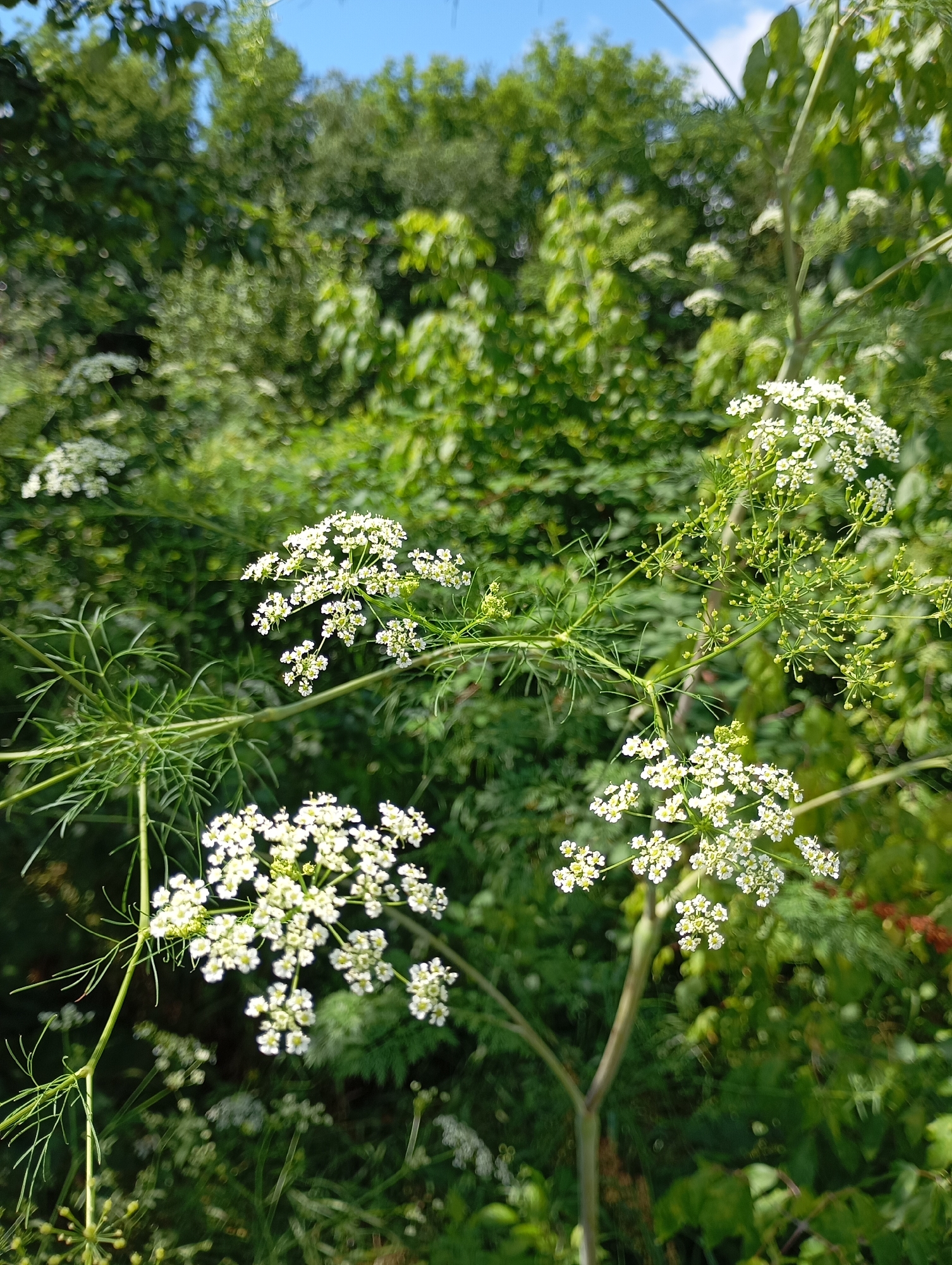 This is a vertical, eye-level, close-up shot of white flowers with green foliage in Lesogorskaya, Russia. The flowers are clustered in umbels, with delicate white petals and thin, thread-like green stems and leaves. The foreground features several of these flowering plants, with some in sharp focus and others softly blurred in the background. The backdrop is a dense collection of various green trees and foliage, creating a lush, natural setting. The sky is visible at the top of the frame, a soft blue with hints of white clouds, suggesting it is daytime with fair weather. The overall mood is serene and natural, highlighting the beauty of the wild flora. There is no discernible activity or event taking place, and no visible text.