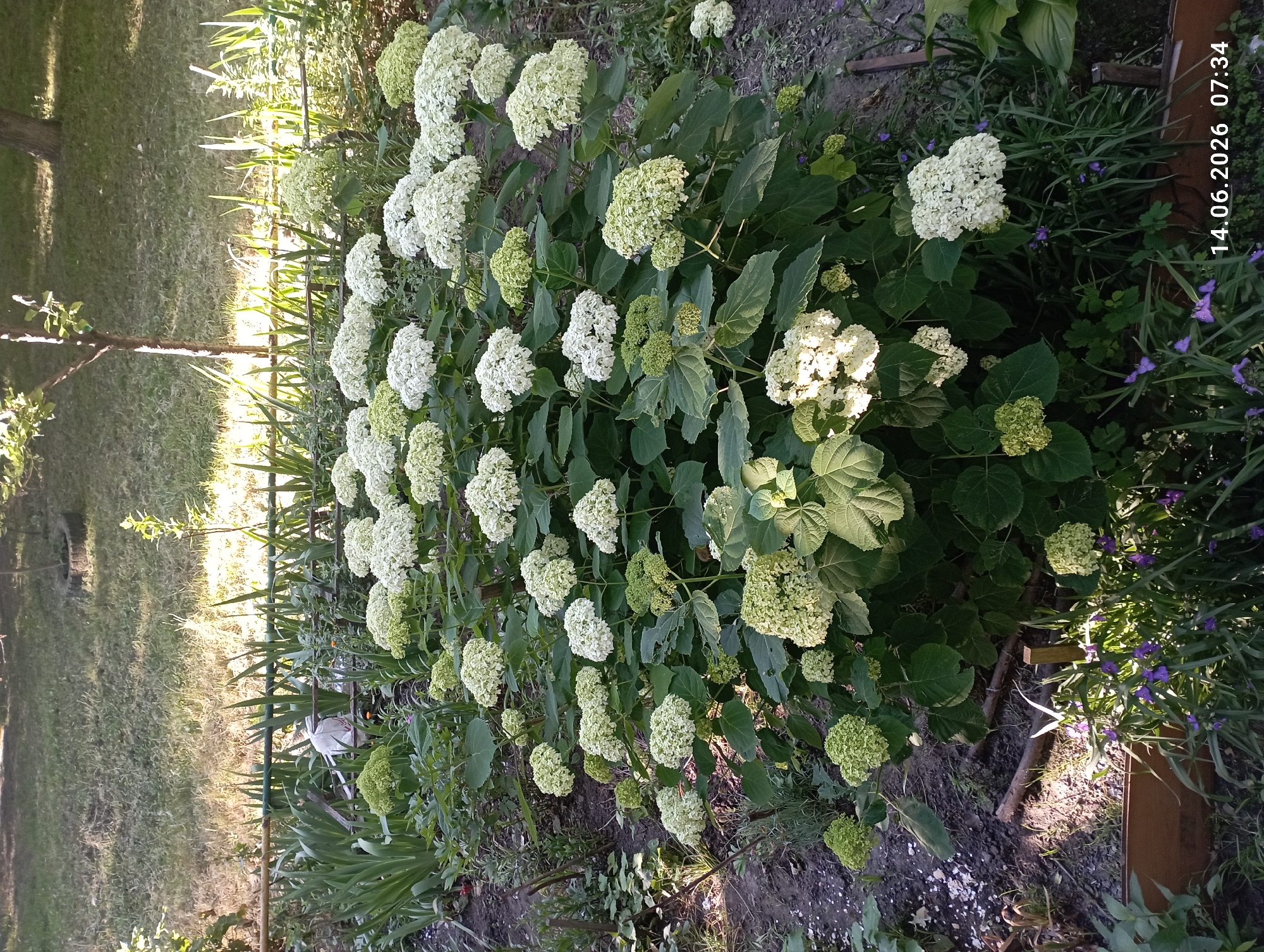 The image shows a garden with a large hydrangea bush in bloom. The bush has numerous large, white, spherical flower heads, some of which are tinged with green, indicating they may be younger or starting to age. The hydrangea is surrounded by green foliage and is situated in a garden bed with dark soil and scattered debris. In the background, there is a grassy area with a tree trunk visible. A low wooden border is present in the foreground, with some smaller purple flowers growing beneath the hydrangea. The lighting suggests it is daytime, with sunlight casting shadows. A timestamp "14.06.2026 07:34" is superimposed on the bottom right corner of the image. The location is identified as Kremenchuk, Ukraine. There are no people or animals visible in the image.