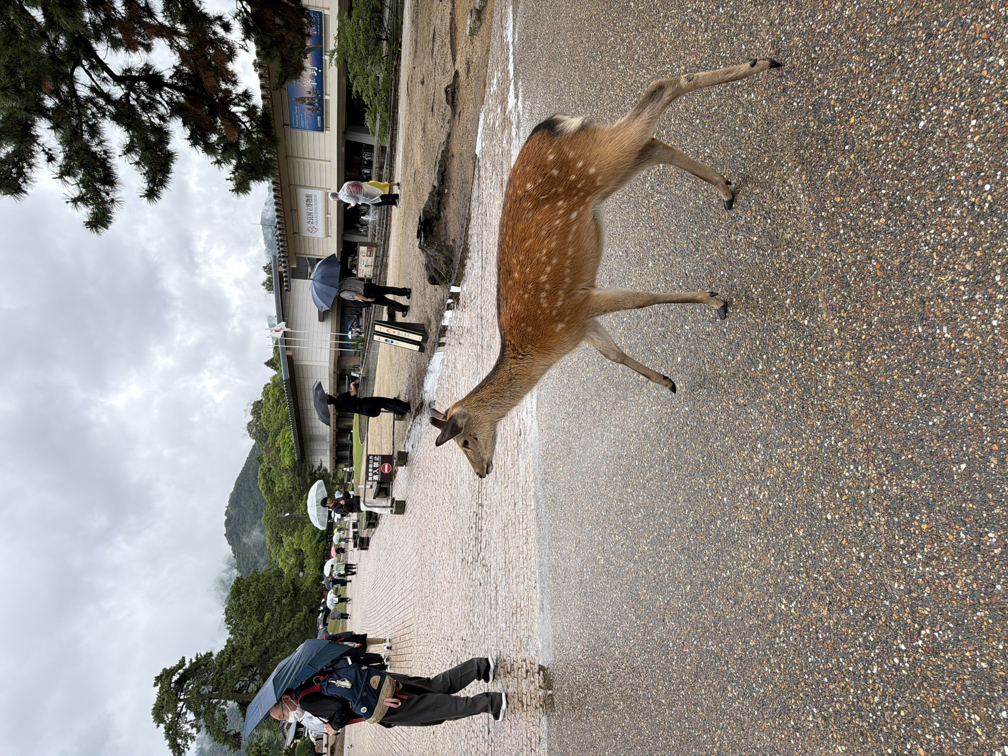 The image depicts an outdoor scene in Nara, Japan, specifically near the Nara National Museum, under an overcast sky with wet ground indicating recent rain. A Sika deer, fawn-colored with white spots and a dark tail, walks from left to right across the foreground on a wet, dark aggregate paved surface. Its head is turned slightly to the right, looking forward.
In the mid-ground, several individuals are present, most holding open umbrellas due to the weather. On the left, a person wearing a blue backpack, a face mask, dark pants, and holding a large blue umbrella walks towards the left. On the right, another person in a clear poncho and yellow garment holds a white umbrella, walking to the right. A paved path, constructed of reddish-brown cobblestones, extends into the background, where more people with umbrellas are visible walking.
In the background, the Nara National Museum building is visible, featuring a light-colored facade with horizontal lines and several vertical elements. A sign on the building clearly displays "NARA NATIONAL MUSEUM" in English and Japanese text. Two Japanese flags are mounted on poles to the left of the building. Another large advertisement poster is visible on the right side of the building. Lush green trees and mist-covered mountains form the distant background. A large pine branch with dark needles extends into the upper right corner of the frame. Puddles of water are present on the paved surfaces. A red circular "no entry" sign with Japanese text is visible on the right side of the path, near benches and a dark, presumably wet, earthen area.