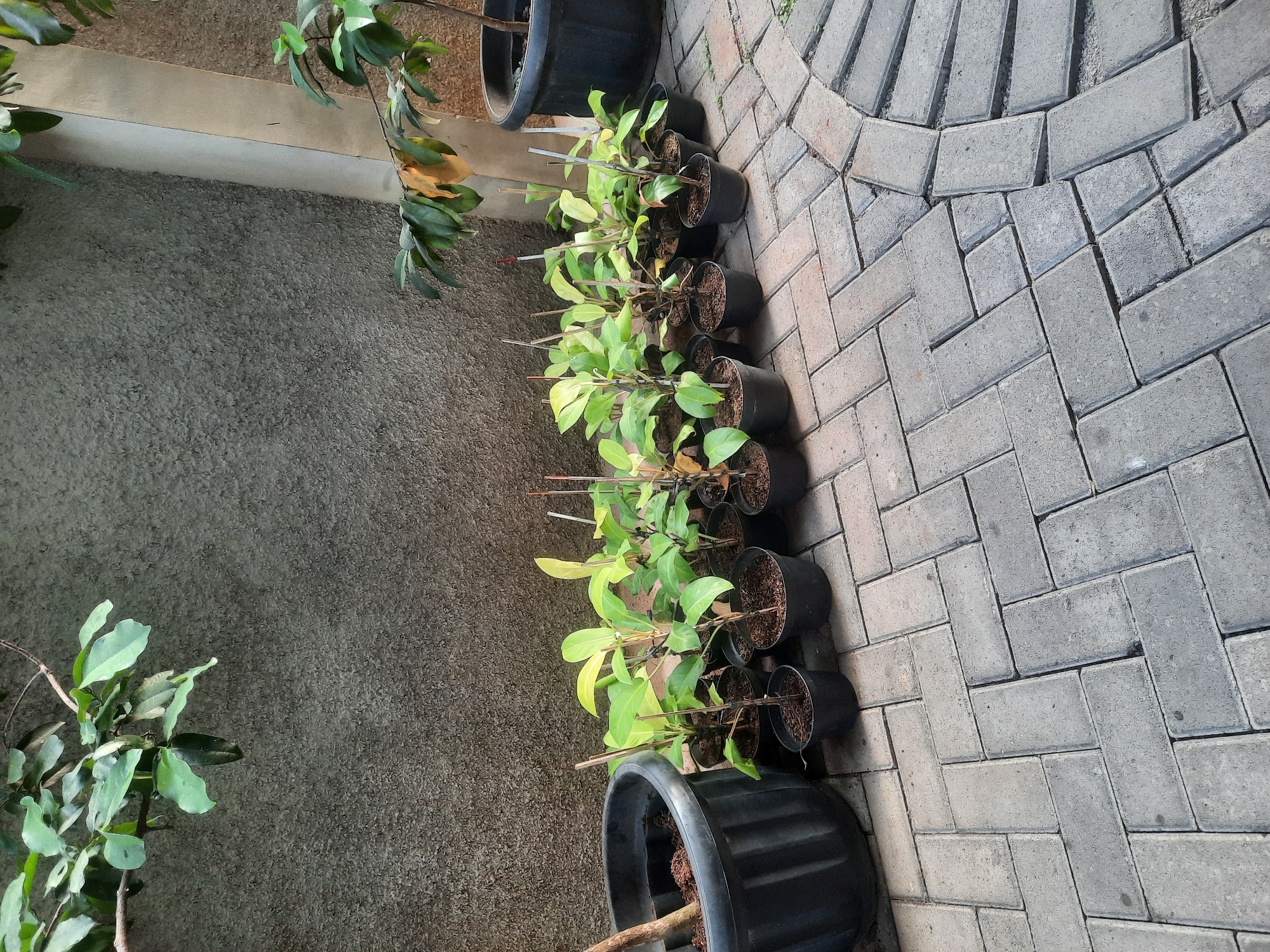 In the city of North Jakarta, Indonesia, a row of potted plants is displayed on a patterned brick pathway adjacent to a textured gray wall. To the left, a large black pot contains a plant with a thick brown trunk. To its right, a collection of smaller black pots holds young plants with vibrant green leaves, some supported by thin wooden stakes. Further to the right, another large black pot contains a taller plant with dark green leaves. The pathway is constructed of interlocking gray bricks laid in a herringbone pattern. A white pipe or pillar runs vertically along the right side of the wall, partially obscuring a portion of the scene. The overall environment suggests an outdoor setting, possibly a garden or a nursery.