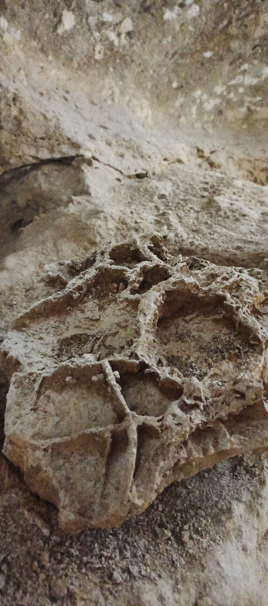 This close-up, low-angle shot captures a detailed view of a textured rock formation, likely within a natural geological setting such as a cave, a rocky overhang, or a cliff face. The primary subject is the weathered rock surface, characterized by its rough, porous, and highly irregular texture.
The rock displays a palette of earthy tones, predominantly browns, tans, and greys, with lighter, almost white, patches that could be mineral deposits or efflorescence. The surface is heavily eroded, featuring numerous small, interconnected hollows, pits, and ridges, reminiscent of honeycomb weathering (tafoni) or dissolution features common in limestone or sandstone. These formations create a complex, three-dimensional pattern, especially prominent in the foreground, where details are sharp.
The perspective of the shot looks upwards along the rock face, with the immediate foreground being in clear focus and gradually softening into a blur in the background. This depth of field emphasizes the intricate details of the rock closest to the viewer. Shadows fall into the crevices and hollows, accentuating the depth and ruggedness of the surface. The lighting appears diffused and indirect, suggesting an interior or sheltered environment, rather than direct sunlight.
There are no people, animals, or man-made objects visible in the image. No specific activity or event is taking place; the image is a static portrayal of a natural geological feature. There is no visible text. The overall impression is one of ancient, natural erosion and geological processes at work over time.