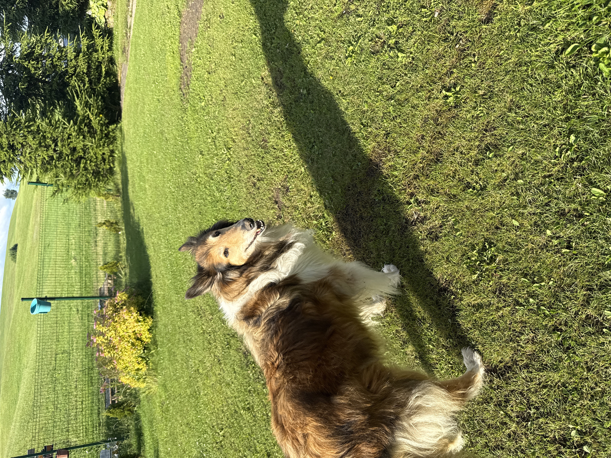 A long-haired Collie dog is standing in a grassy backyard, casting a long shadow to its right. The dog is facing left, looking towards the camera with its mouth slightly open. The dog has a tan and white coat with long fur. In the background, there is a green metal fence enclosing a rolling green hill. A small yellow flowering bush is located near the fence, as well as two small evergreen trees. Further back, several large evergreen trees are visible on the right side of the image. The scene appears to be a residential area in Galinė, Lithuania, on a sunny day.