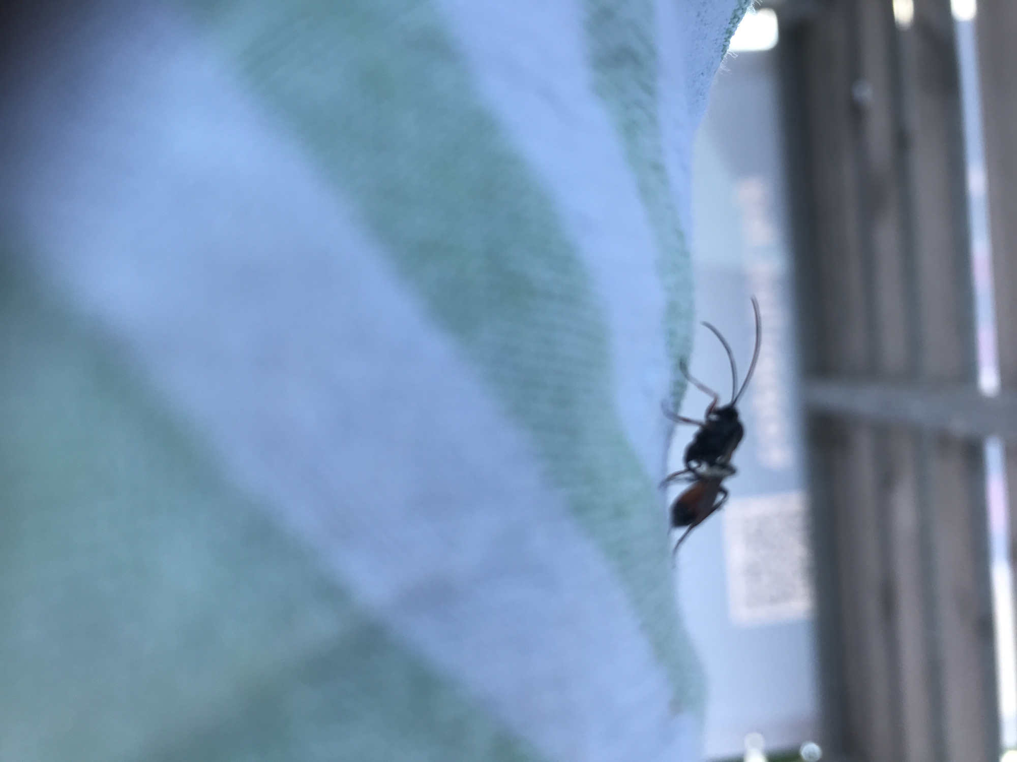 An ant is positioned on a green and white striped fabric. The ant is dark-colored with visible legs and antennae. The background is out of focus, showing some blurred structures which could be part of an outdoor seating area. The lighting suggests it is daytime. The image was taken in the city of Varna, Bulgaria.