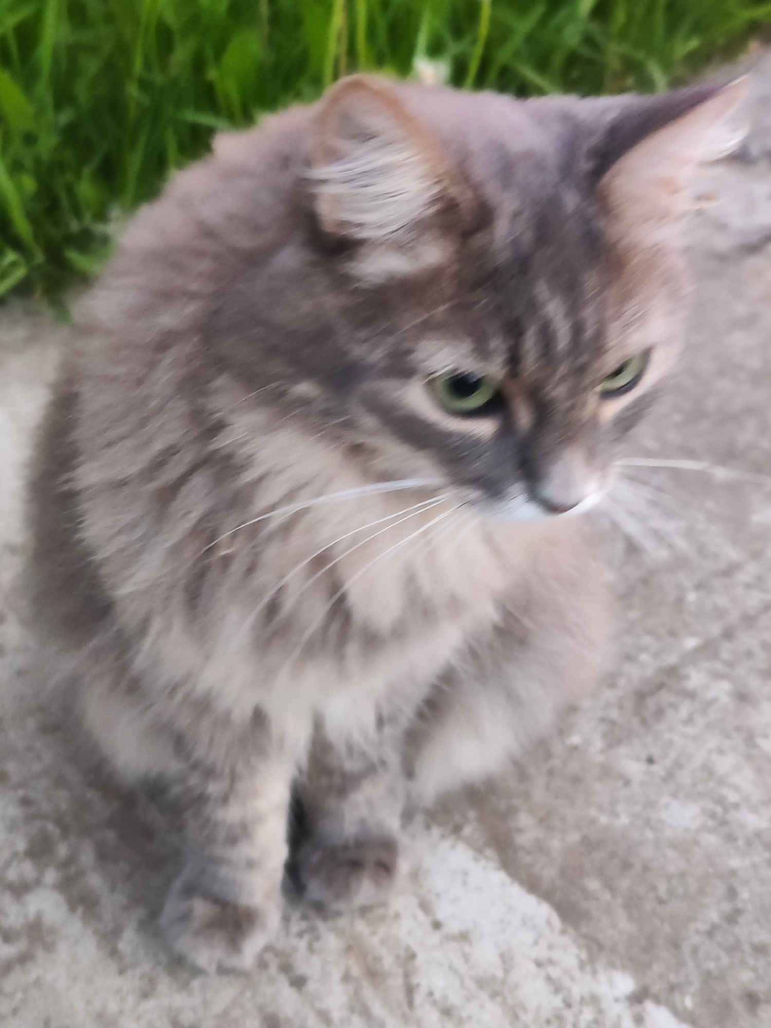 An outdoor, medium shot captures a fluffy, grey and brown tabby cat sitting on a concrete or dirt surface with green grass visible in the blurred background. The cat, with prominent white whiskers and striking bright green eyes, is looking downwards and slightly to the right, suggesting it is focused on something out of frame. Its fur appears soft and somewhat shaggy, indicating its breed or outdoor lifestyle. The setting appears to be a garden, backyard, or a paved area next to a grassy patch in Chaikovsky, Russia, during daytime under natural light. There is no visible text in the image. The cat's posture and gaze convey a sense of alertness and curiosity.