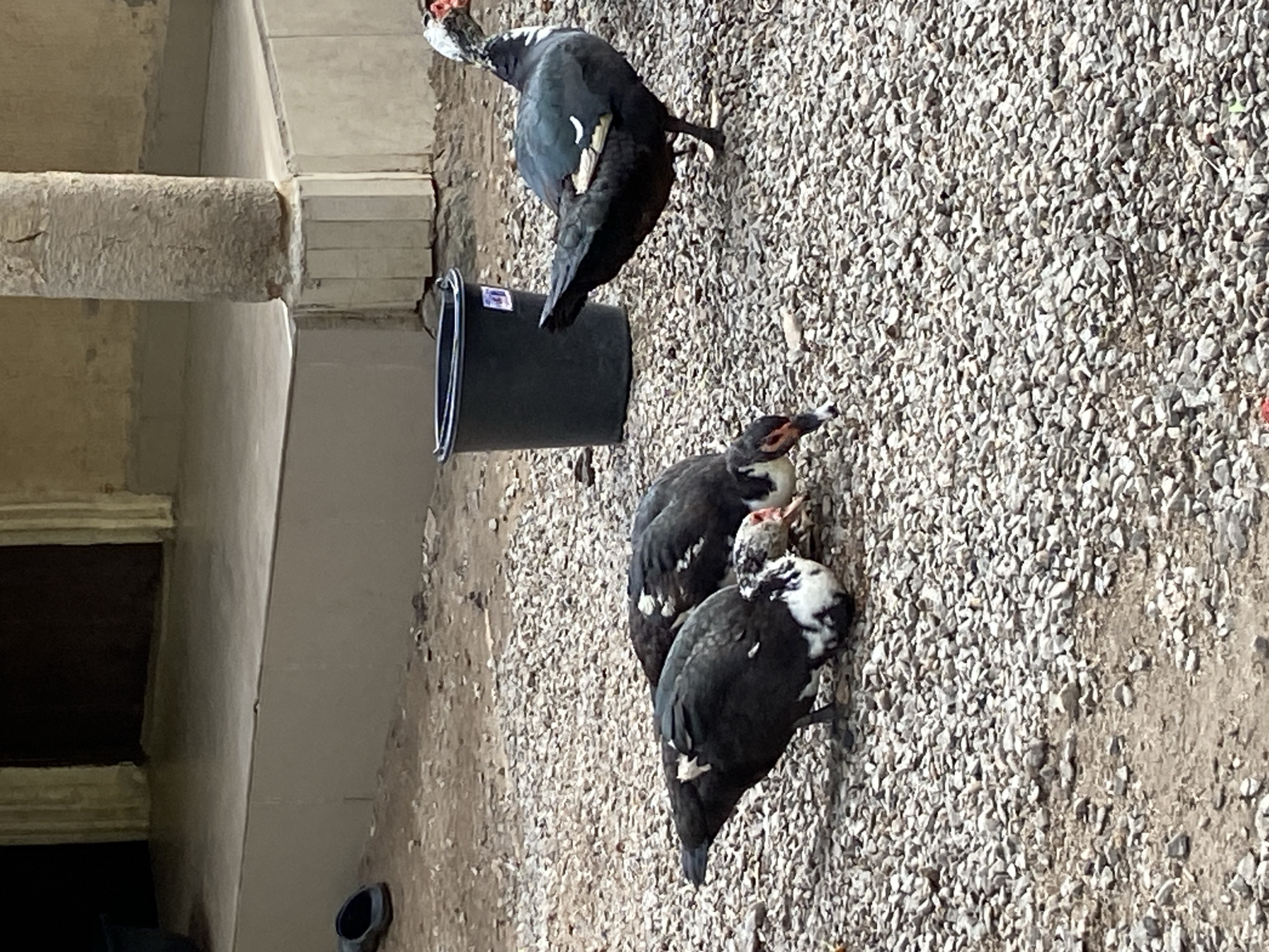 The image shows three ducks, two of which are smaller and appear to be juveniles. The ducks are standing on a gravel surface. A black bucket sits near the ducks. Behind the ducks, a stone pillar and building structure are visible. The location is consistent with an outdoor setting in Mararaba, Nigeria, as specified. There are no people visible in the frame. The ducks are engaging in natural behaviors, possibly preening or feeding.