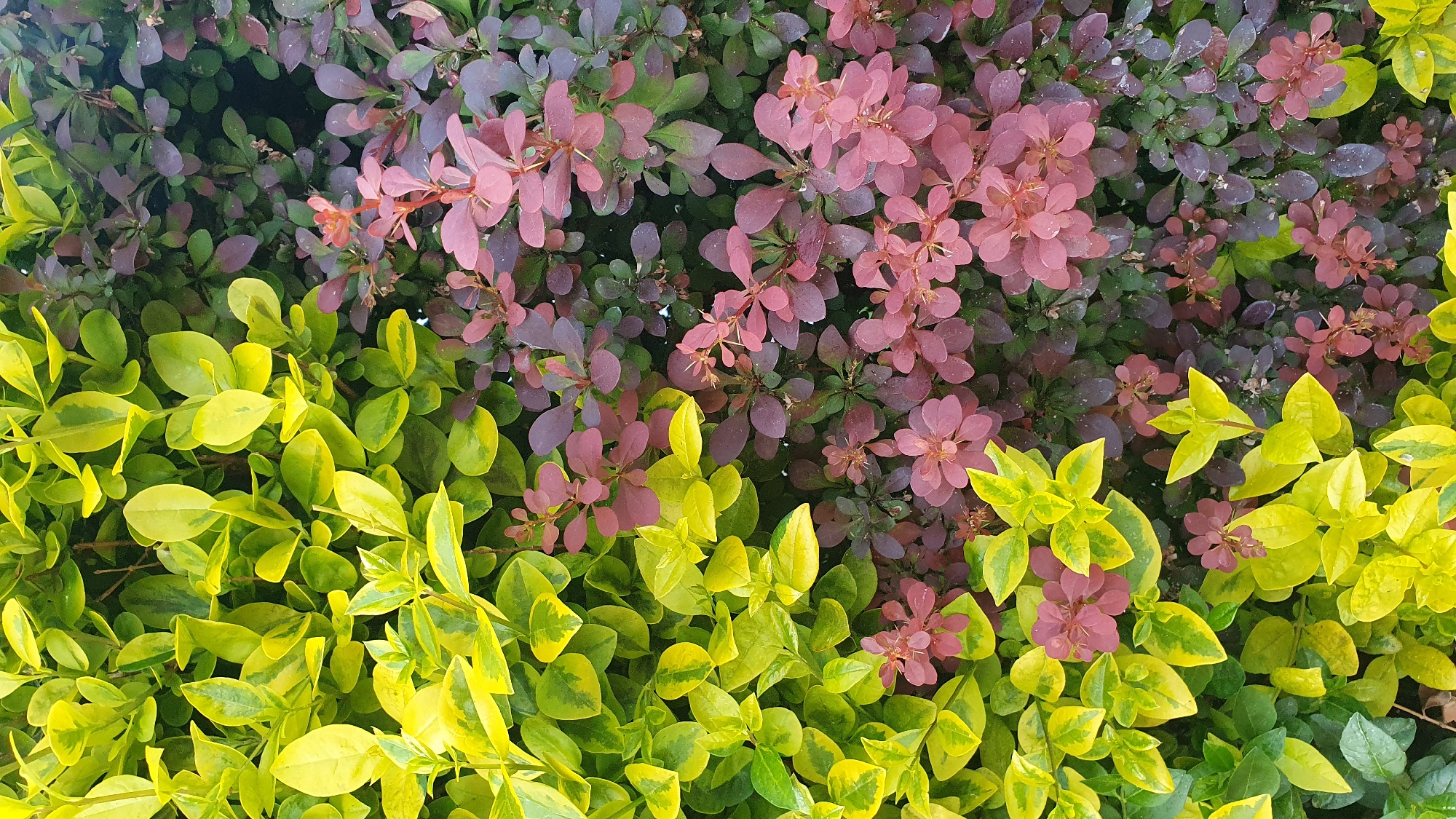 The image displays a close-up view of a bush featuring leaves in three distinct colors: yellow, pink, and purple. The yellow leaves are primarily located in the lower left and right corners of the image. The pink and purple leaves are clustered toward the center and top of the frame. The location is Unknown, Unknown.