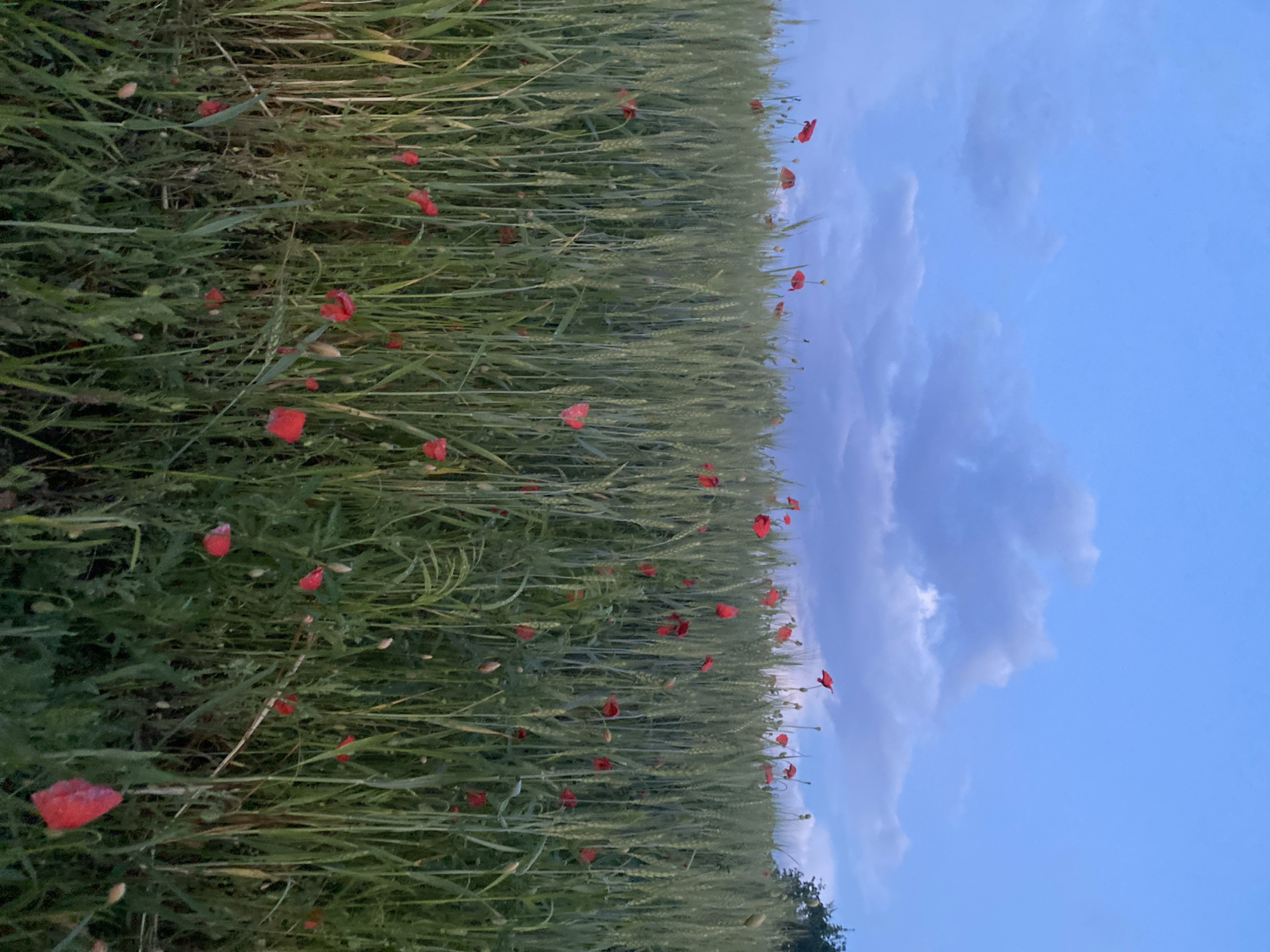 An outdoor, eye-level, vertical shot captures a field of green wheat with scattered red poppies. The sky above is a deep blue with scattered grey clouds. The wheat stalks are tall and dense, with the red poppies standing out against the green. In the background, the tops of some trees are visible on the right side. The scene appears to be in Ustyvytsia, Ukraine, suggesting a rural or agricultural setting.