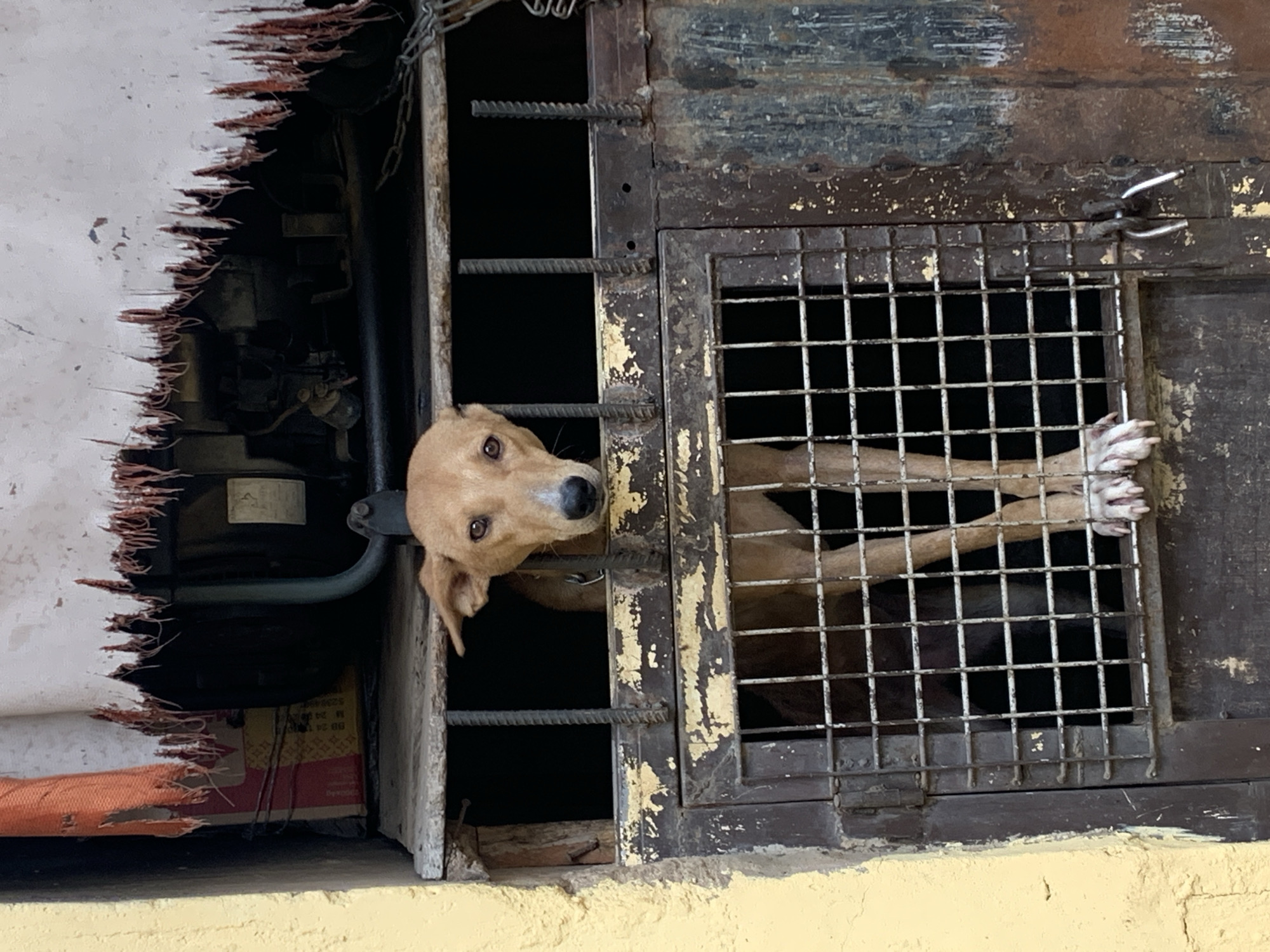 A tan dog is partially confined inside a dark, rusted metal cage with a grated window. The dog's head protrudes from a narrow opening to the left of the window. The dog's paws are resting on the horizontal bars of the window grate. A torn white and orange fabric is on the left side of the frame. A chain is visible at the top left of the cage. The structure is set against a white background with red fibers. The bottom of the structure rests on a yellow, uneven concrete surface. The location is Rafin Par, Nigeria.