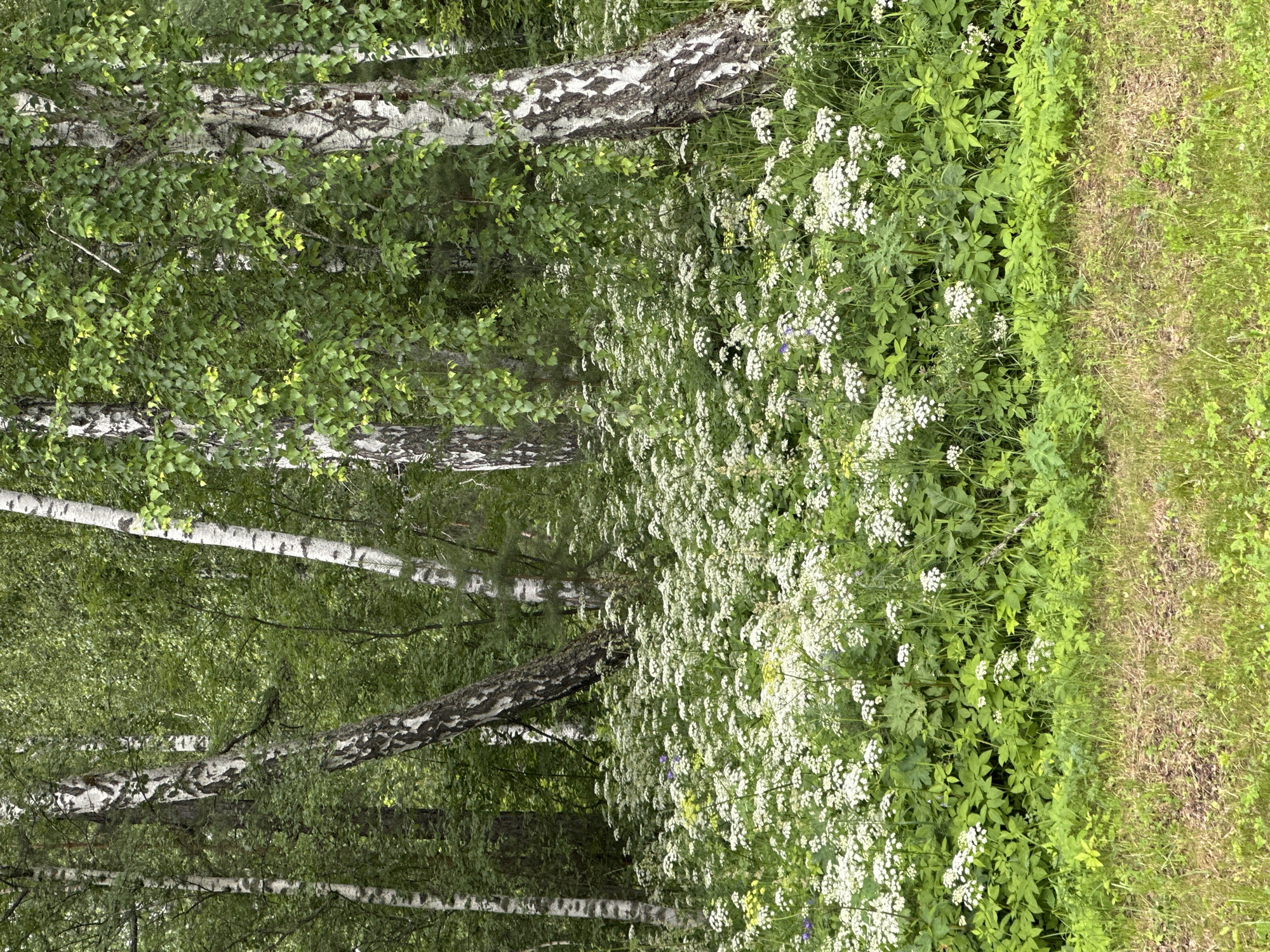 The image depicts a dense forest scene with numerous birch trees characterized by their white, black-patterned bark. The ground is covered with lush green foliage and a profusion of small white wildflowers, creating a carpet of blossoms. Some taller green plants with broad leaves are interspersed with the flowers and trees. The foreground shows a patch of dry grass and soil. The overall impression is a natural, verdant environment with a focus on plant life.