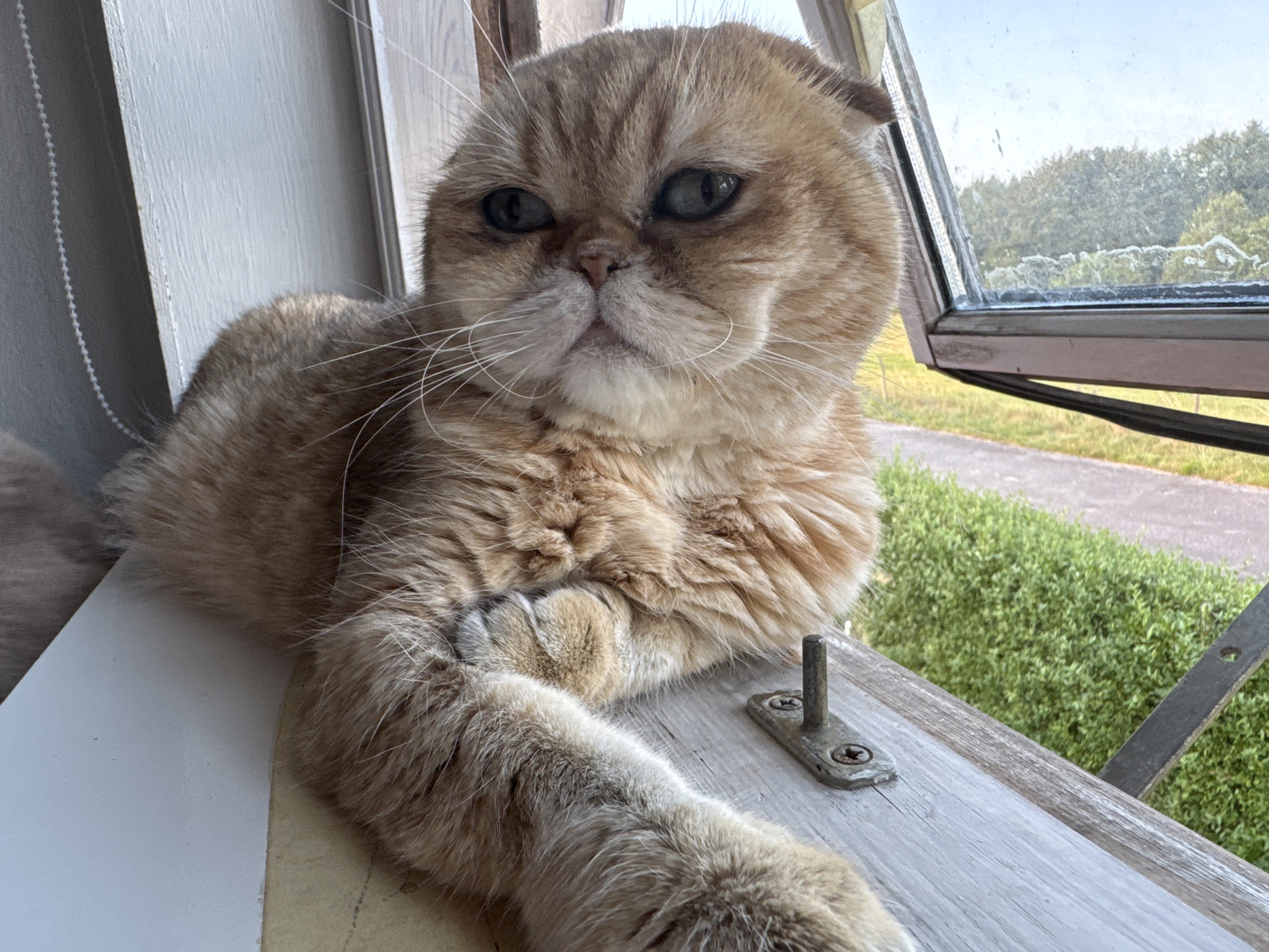 A Scottish Fold cat with ginger fur reclines on a wooden windowsill. The cat is positioned towards the left of the frame, with its body curled and its front paws extended forward. The cat's head is turned to the left, and it is looking slightly upwards and to the left. Its large, round eyes are a pale green, and its ears are folded down.
The windowsill is made of light-colored wood with visible grain. A small metal latch with two screws is attached to the windowsill near the cat's paws.
To the right of the cat and windowsill is an open window. Through the window, a blurred outdoor scene is visible, including green foliage and trees, suggesting a rural or suburban setting. The sky is a pale blue. The overall lighting suggests it is daytime.