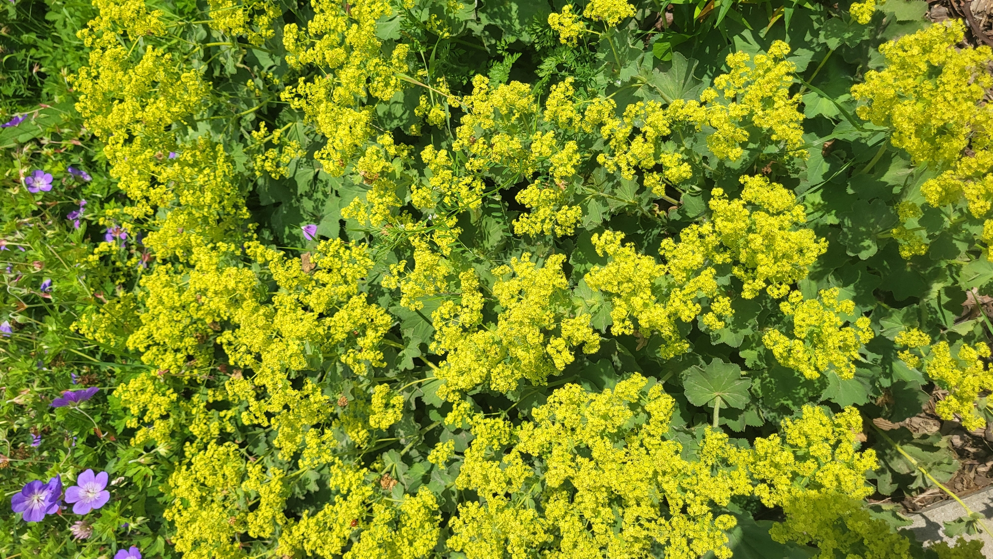 This is a high-angle, full shot of a garden bed filled with Alchemilla mollis, commonly known as Lady's Mantle, in bloom. The plant is characterized by its frothy clusters of small, chartreuse-yellow flowers and its distinctive, large, palmately-lobed leaves. Interspersed among the yellow blooms are a few purple flowers, likely Geranium pratense (Meadow Cranesbill). The scene is well-lit by sunlight, casting shadows from the foliage onto the ground below, which appears to be a mixture of soil and wood mulch. The overall impression is one of abundant, verdant growth. The specific location is unknown but the image is described as being from Prešov, Slovakia.