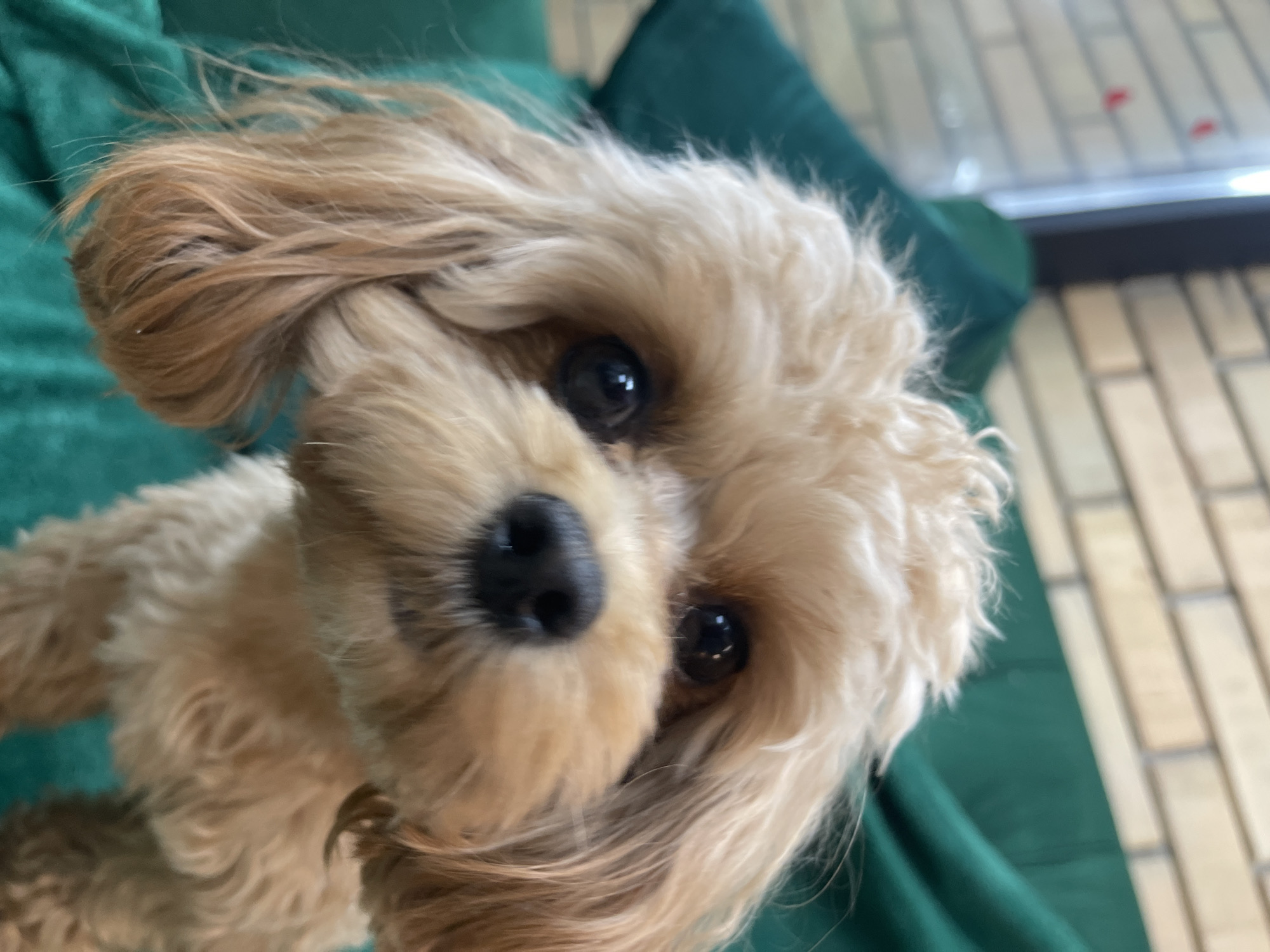 The image is a close-up, portrait-style photo of a light brown, fluffy dog. The dog has dark, expressive eyes and a black nose. Its fur is slightly disheveled, giving it a playful or perhaps windswept appearance. The dog's head is tilted, and it appears to be looking directly at the camera. The background is out of focus, but appears to be a dark green, textured surface, possibly a couch or blanket, and a lighter, patterned area that could be furniture or a wall. The lighting suggests it could be daytime, possibly indoors. There is no visible text in the image. The subject is a dog. The scene is simple and focuses entirely on the animal.