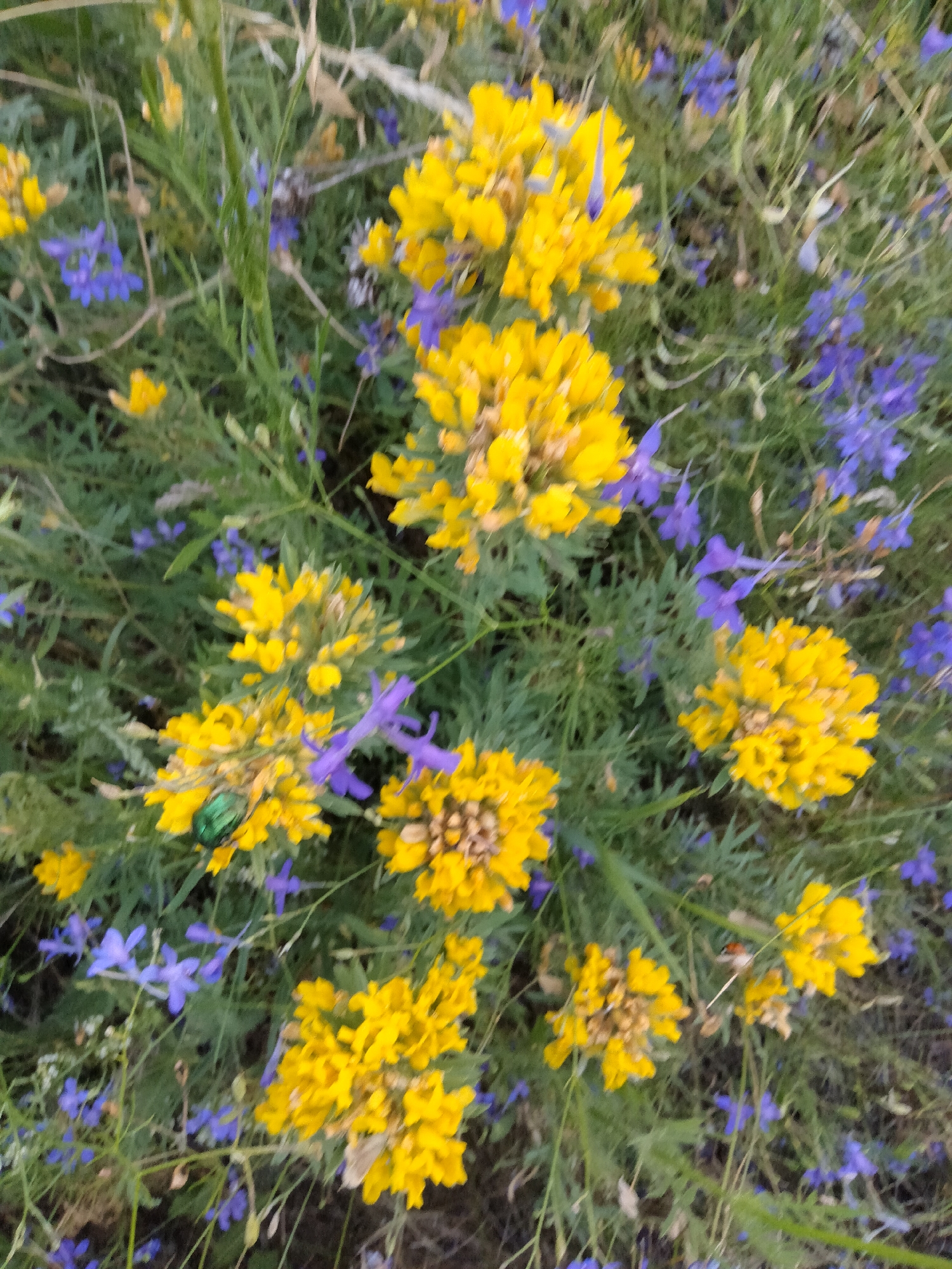 The image shows a close-up view of a field of wildflowers in Zherebkove, Ukraine. The predominant flowers are bright yellow clusters of blossoms, interspersed with smaller, delicate blue flowers. The greenery is lush, suggesting a natural, uncultivated area. One prominent detail is a small, iridescent green beetle crawling on one of the yellow flower clusters. The lighting appears to be natural daylight, and the overall impression is one of a vibrant, natural landscape.