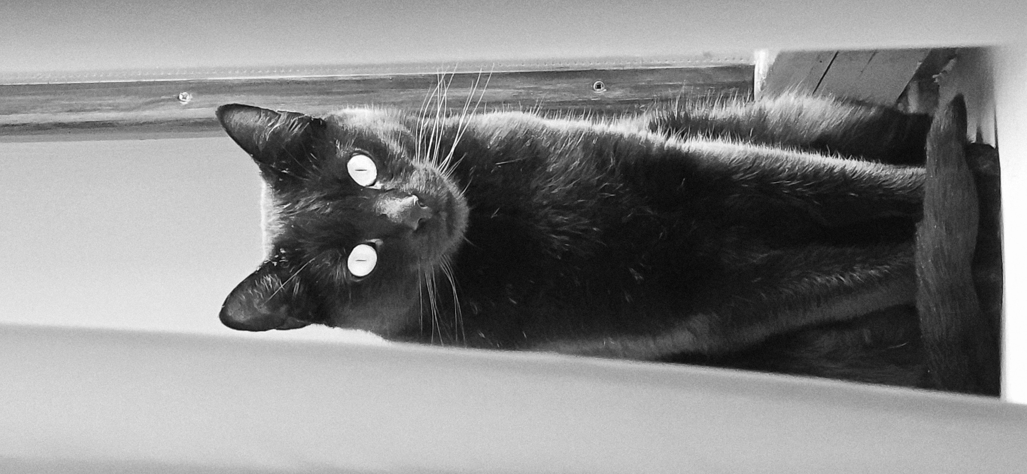 A black and white photograph depicts a black cat with bright, reflective eyes. The cat is lying down and looking up at the camera with its head tilted to the left. The cat is resting on a light-colored, flat surface. Above the cat, there's a wooden structure with screws visible. The background is blurred, but elements of wood and an undefined lighter area are visible. The location is not identifiable as Varna, Bulgaria, based on the image alone.