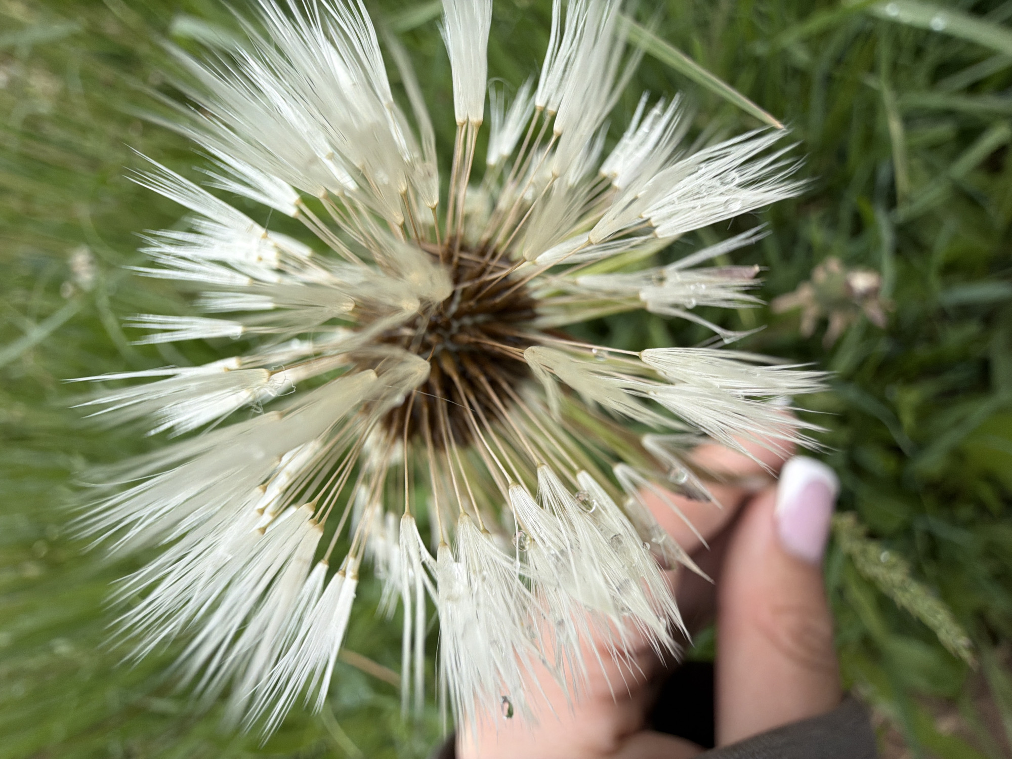 A close-up, overhead perspective captures the delicate, fluffy seed head of a large plant, reminiscent of a giant dandelion, set against a softly blurred background of lush green grass. The central subject is composed of numerous individual white pappus structures, each with a seed attached at its base, radiating outwards from a darker, central core. Many of these delicate filaments are adorned with tiny, glistening water droplets, suggesting either early morning dew or recent rainfall.
In the lower right quadrant of the image, a human hand gently touches or holds the plant. The visible thumb has a light pink base with a distinct white French tip manicure. The activity appears to be one of careful observation or appreciation for the plant's intricate beauty.
The scene takes place outdoors, likely in a field or meadow in Marakushi, Russia, indicated by the natural greenery. The soft lighting and the presence of water droplets contribute to a fresh and serene atmosphere. There is no visible text in the image.