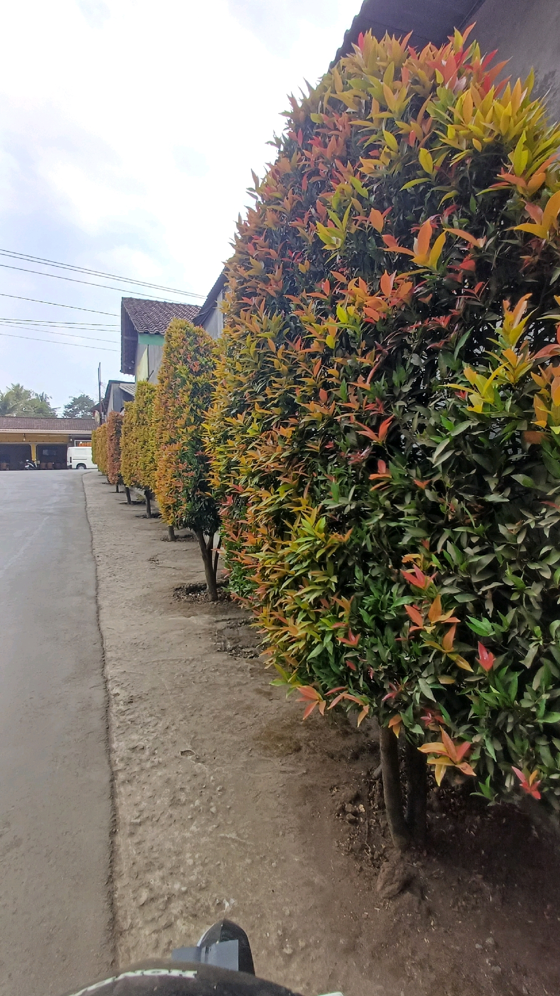 A low-angle, eye-level shot captures a row of ornamental trees with vibrant red and yellow leaves lining a paved road. The trees are densely planted and form a hedge, with some appearing to be trimmed into a conical shape. The road surface is grey and appears to be worn, with a dirt or gravel shoulder on the right side of the frame. In the background, several buildings are visible, including houses with tiled roofs and what appears to be a commercial building with a yellow facade. A white van is parked in front of the commercial building, and a motorcycle is partially visible in the foreground, suggesting the photo was taken from a moving vehicle. The sky is overcast and bright. The scene depicts a typical streetscape in Tengahan, Indonesia.