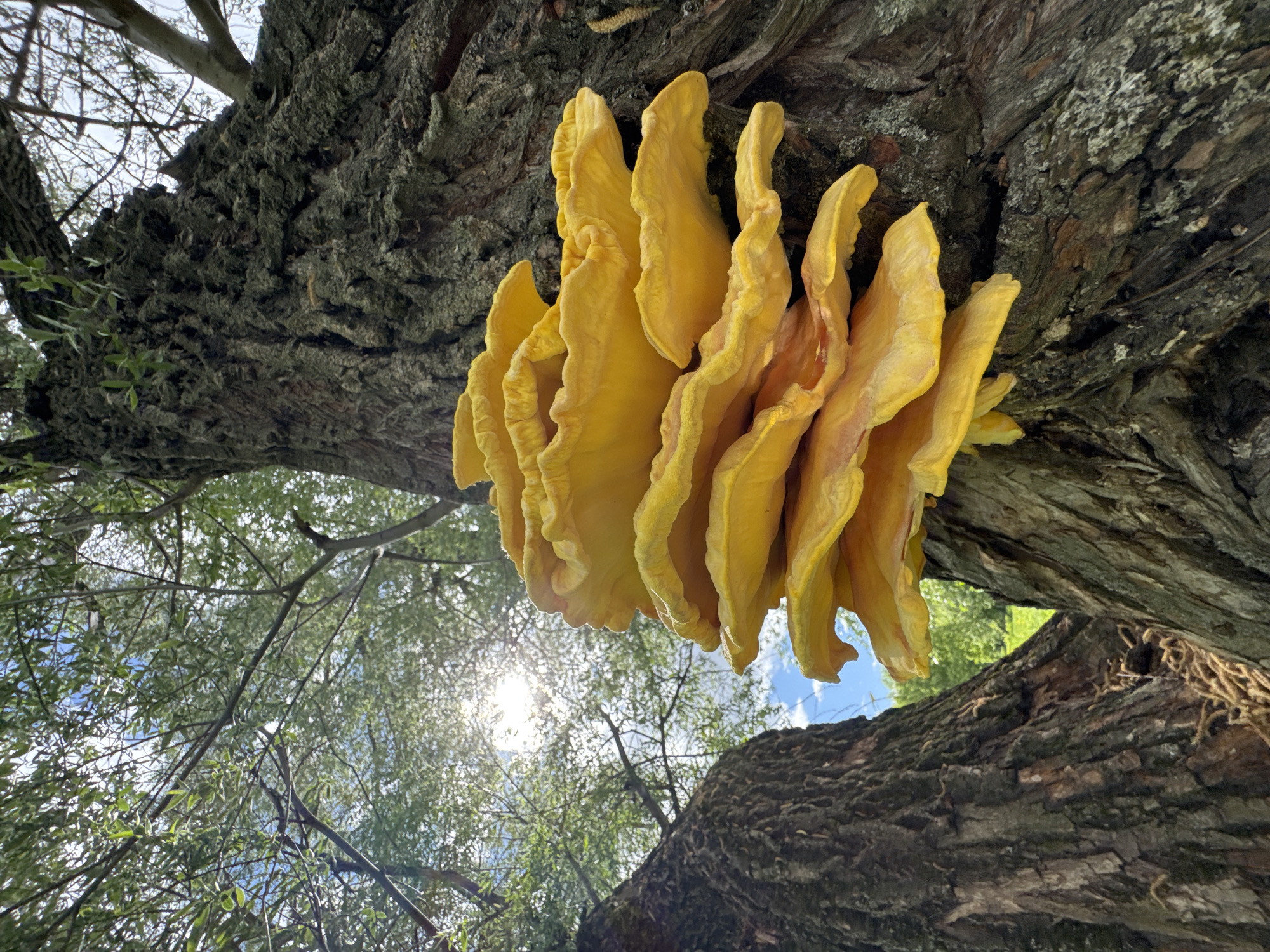 A large, bright yellow fungus grows on the trunk of a tree. The tree trunk is gnarled and textured. The fungus appears shelf-like and layered. The background shows tree branches and leaves, with a glimpse of bright sky through the foliage. The photograph is taken from a low angle, looking up into the tree. The location is identified as the city of Saint Petersburg, Russia.
