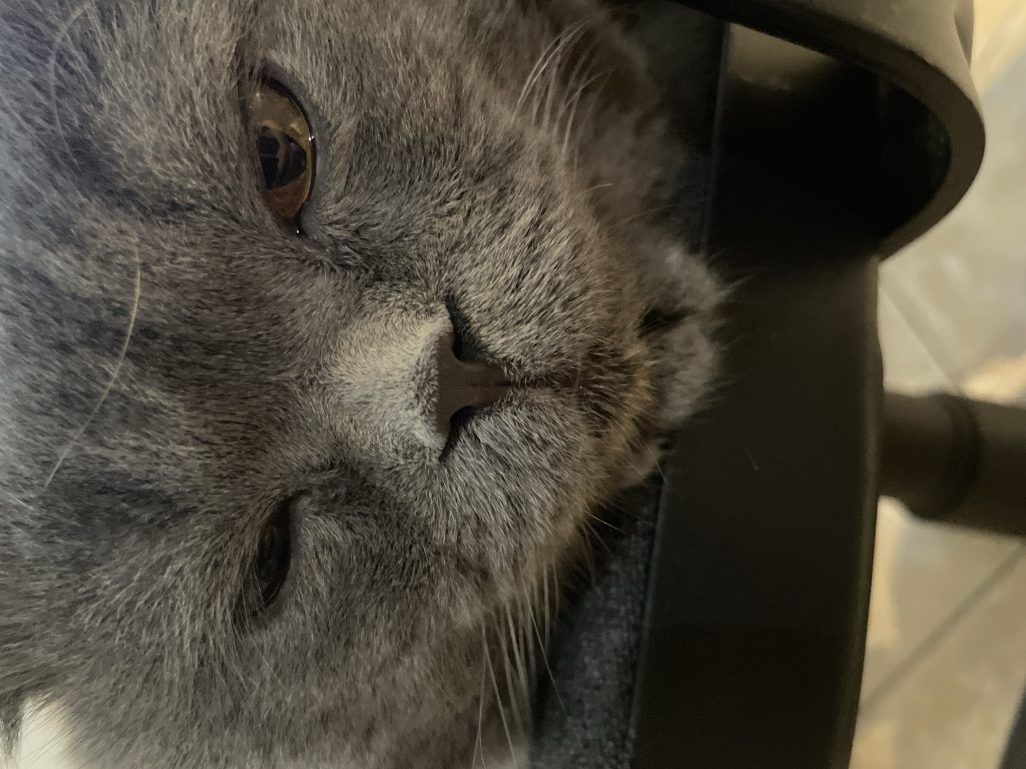 A close-up, eye-level, medium shot captures the face of a gray cat resting on a dark surface that appears to be a chair. The cat's eyes are open, with the left eye partially obscured by its eyelid. The right eye is a warm amber color and reflects some light. Its nose is pink and moist, and its whiskers are prominent and spread out. The cat's fur is thick and soft. The background is blurred, but the presence of a chair leg and a light-colored floor suggest an indoor setting. The image is static and focuses solely on the cat's facial features.