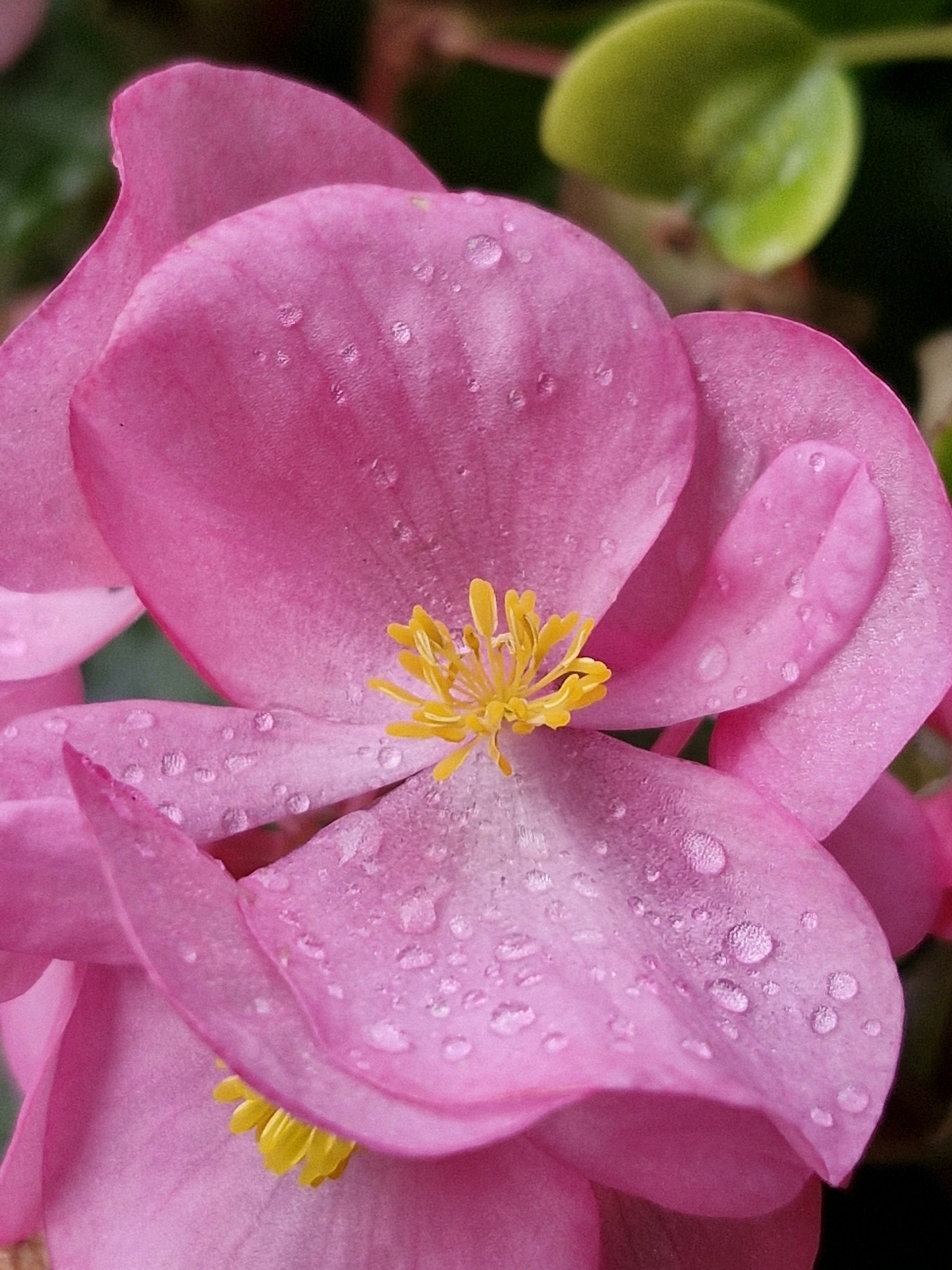 A close-up, overhead shot focuses on a vibrant pink begonia flower with delicate yellow stamens in the center. Water droplets are scattered across the petals, reflecting light and adding a dewy appearance. The background is blurred, with hints of green leaves and dark shadows suggesting an outdoor garden setting. The image appears to be a natural, undisturbed scene. There is no discernible location in Klaipėda, Lithuania, or any contextual information about the specific place or time.