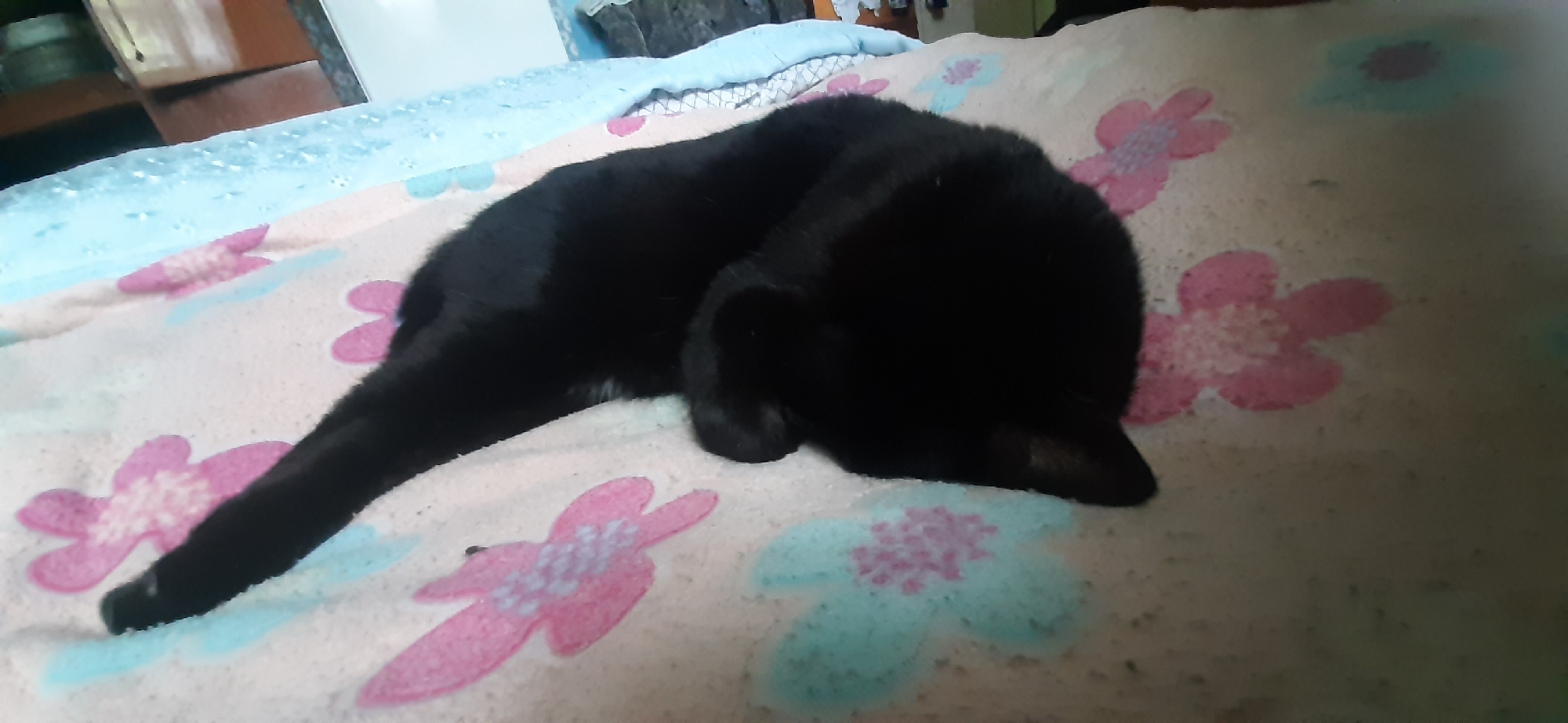 A black cat is curled up asleep on a bed with a blanket adorned with pink and blue floral patterns. The cat's body is partially obscured by its own fur and the angle of the shot, but its tail is visible extending to the left. The background shows a blurred room with furniture and a blue blanket. This scene is not located in Yessentukskaya, Russia; it is an indoor domestic setting.