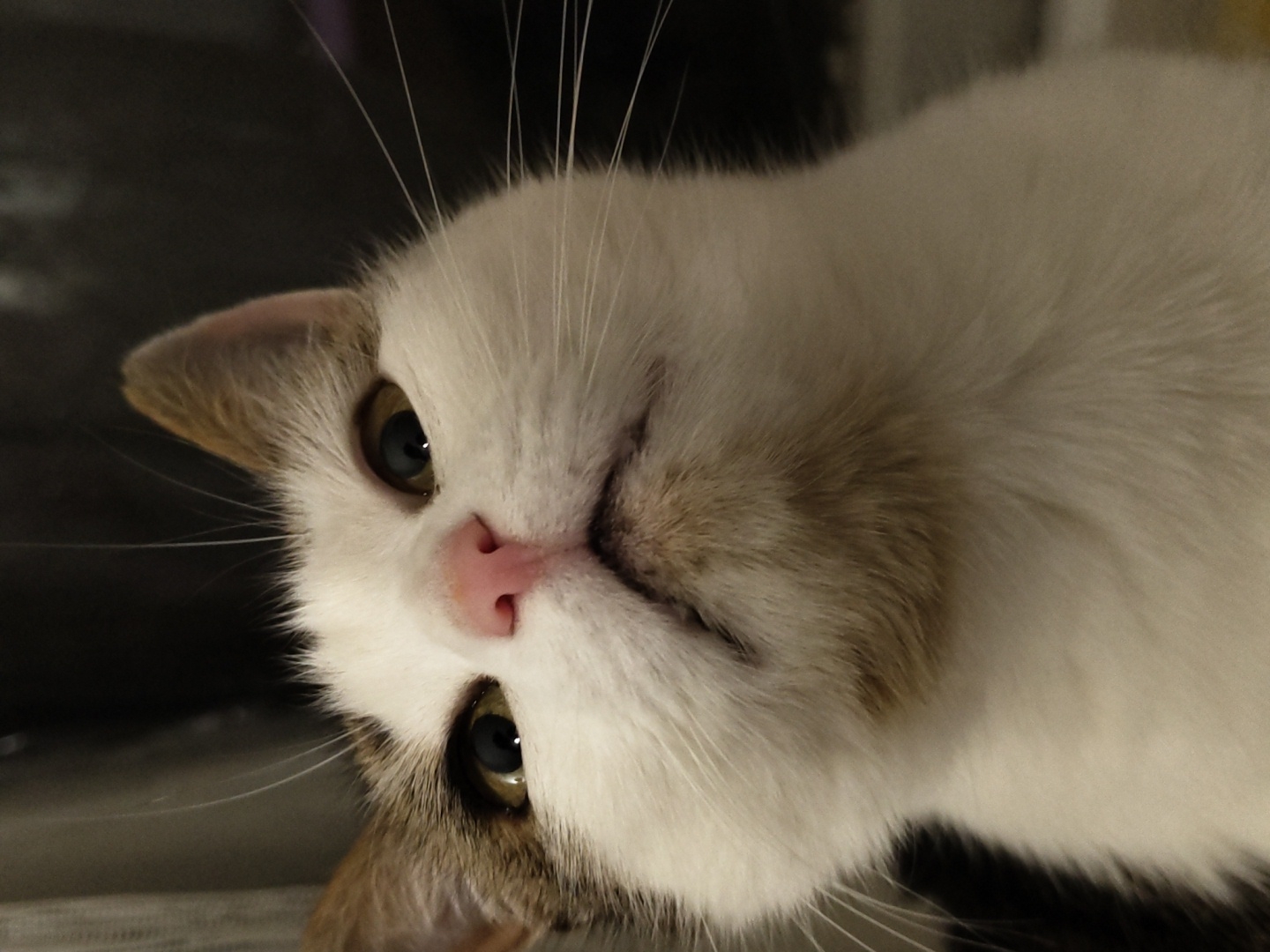 A close-up, low-angle shot features the face of a white and brown tabby cat looking upwards. The cat's pink nose and mouth are prominent, with visible whiskers fanning out from its muzzle. Its eyes are partially closed, with dark pupils visible within lighter irises. The cat's fur is soft and fluffy, with brown markings on its ears and forehead. The background is dark and out of focus, with hints of vertical lines suggesting curtains or blinds. The image is well-lit, highlighting the textures of the cat's fur and facial features. The scene is indoor, and the cat appears to be at rest or observing something above.