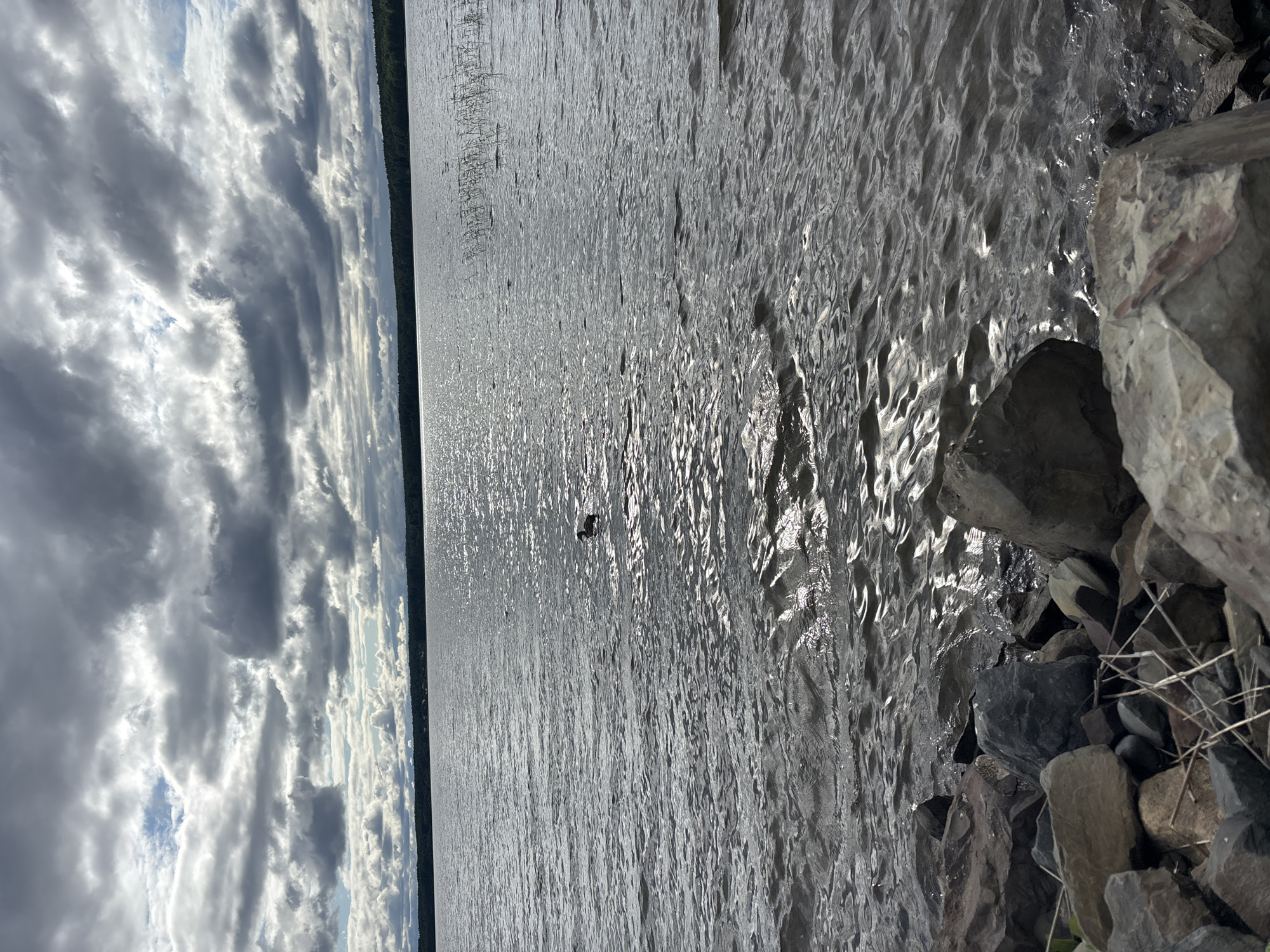 The image shows a body of water, likely a lake, under a cloudy sky. The foreground is dominated by a rocky shore with various sizes of stones and some dried vegetation. The water is dark and choppy, reflecting the overcast sky. A single duck is visible swimming in the middle distance of the lake. In the background, a tree line borders the far side of the lake, and beyond that, the sky is filled with dramatic, dark clouds with patches of lighter sky breaking through. There is no indication of the city of Shuiskaya Chupa, Russia in this image.