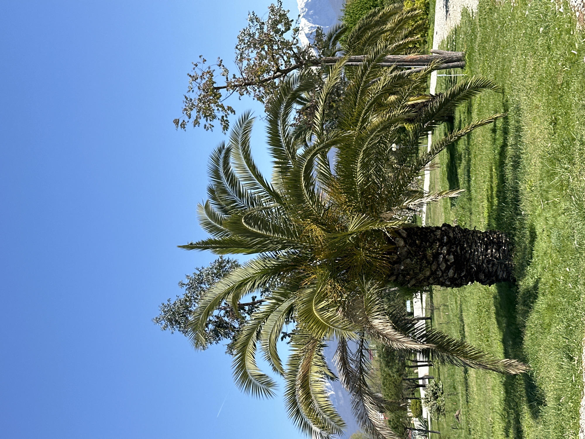 The image presents a vibrant outdoor scene, likely a park or garden, under a clear, bright blue sky. A prominent palm tree with a thick, dark trunk and numerous green fronds dominates the foreground. Other palm trees and deciduous trees with lighter foliage are visible in the mid-ground, contributing to the lush greenery.
The ground is covered in well-maintained green grass, with glimpses of lighter-colored paths or gravel areas and some simple wooden structures, possibly benches or landscaping elements. In the distant background, majestic snow-capped mountains rise against the horizon, creating a striking contrast with the subtropical vegetation.
The time of day is clearly daytime, indicated by the bright sunlight and lack of harsh shadows, suggesting mid-morning or early afternoon. The weather is sunny and clear. A faint airplane contrail is visible high in the blue sky. This unique combination of palm trees and snow-capped mountains is characteristic of the region around Sirius, Russia, where the subtropical climate meets the towering Caucasus Mountains. No people or specific activities are depicted, and there is no visible text. The scene evokes a sense of tranquility and natural beauty.