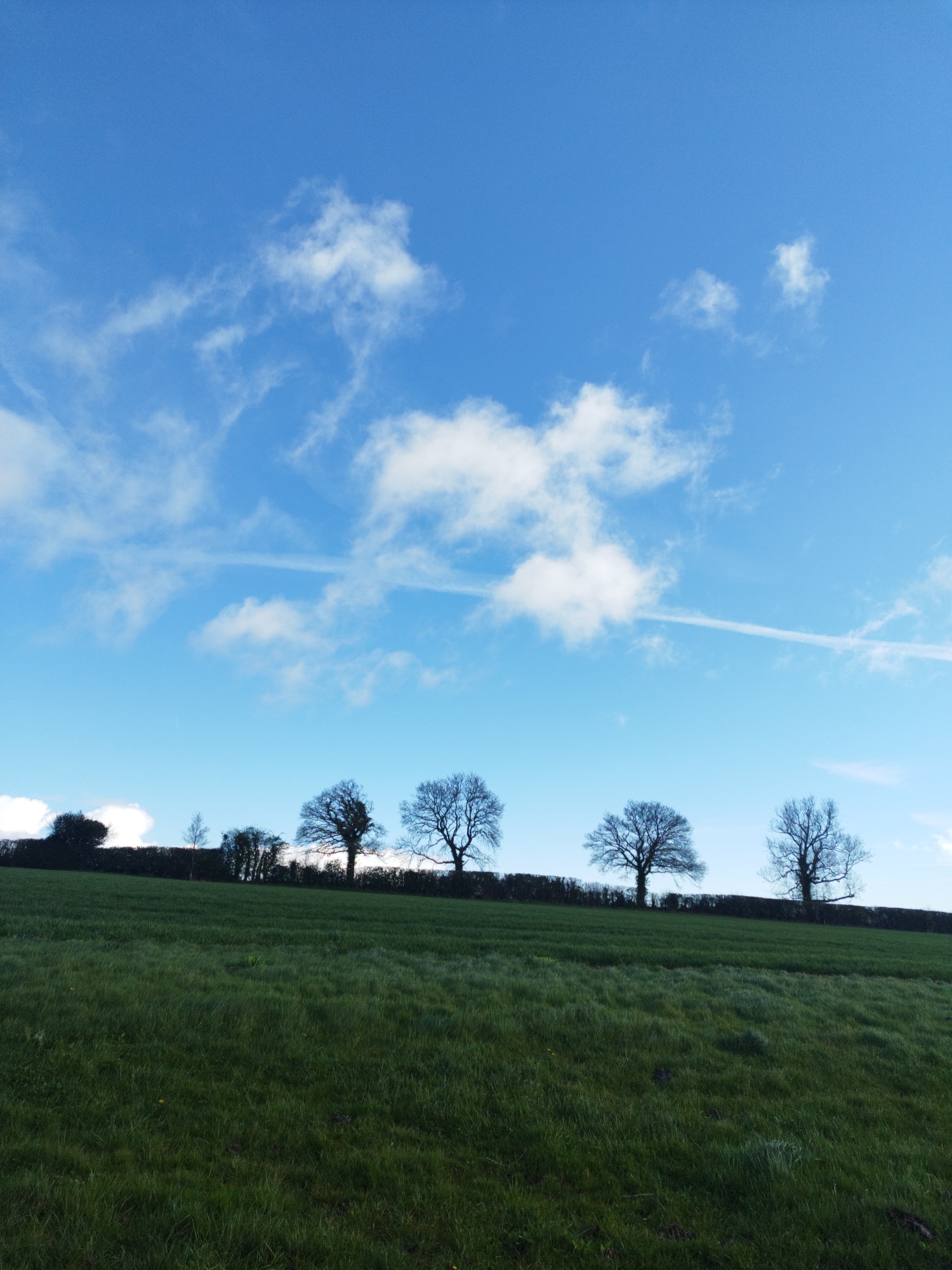 The image captures a landscape in Little Cowarne, United Kingdom. A verdant grassy field slopes upward, culminating in a line of silhouetted trees against a backdrop of a bright blue sky with scattered white clouds and contrails. The trees appear to be bare, suggesting a winter or early spring season. The sky occupies the majority of the frame, emphasizing the openness of the rural environment. No people or animals are visible. The scene conveys a sense of quiet and tranquility.
