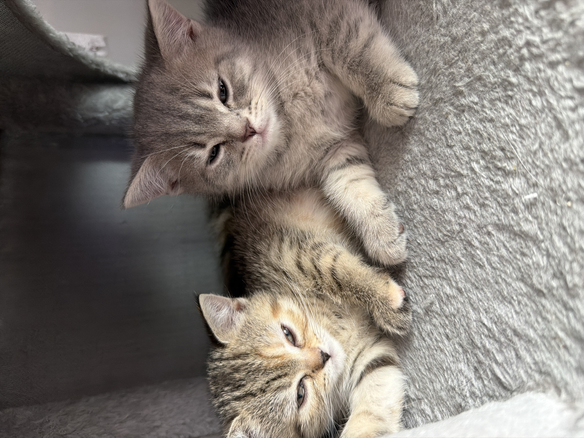 Two kittens are lying on a grey, fuzzy surface, possibly a carpet or a pet bed. The kitten on the left has tabby markings with shades of brown and cream. The kitten on the right is a solid grey color. Both kittens appear to be very young and have their eyes partially closed, giving them a sleepy or relaxed appearance. The background is dark and out of focus, suggesting they are in a dimly lit area, perhaps inside a cat tree or a den. There is no indication of the location in the city of Fort Erie, Canada.