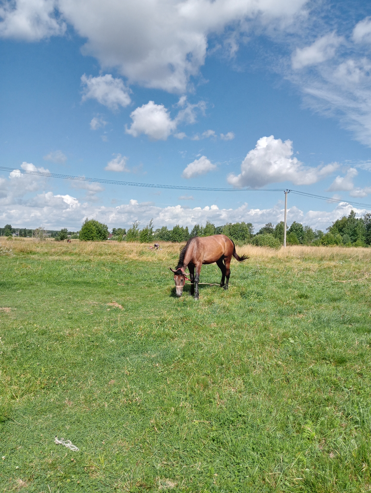 A brown horse with a red bridle grazes in a grassy field under a blue sky with scattered white clouds. The field transitions from green grass in the foreground to dry, yellowed grass further back. In the background, a line of trees forms the horizon. Power lines and a utility pole are visible against the sky, suggesting a rural or semi-rural setting near Ulyanovka, Russia. There are no people in the image.
