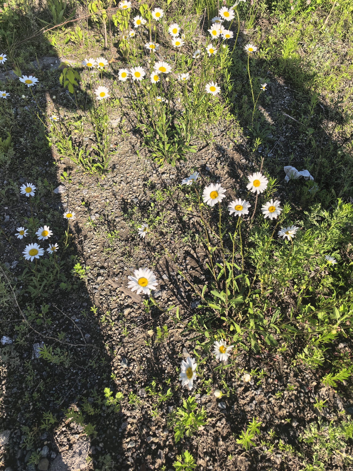 This is a close-up, eye-level shot of a patch of daisies growing in a sunlit area. The daisies are white with yellow centers, and they are clustered together in the foreground and scattered throughout the frame. Some are in full bloom, while others are buds. The flowers are growing in rocky soil, with patches of green grass and vegetation visible. The lighting suggests it is daytime, with sunlight casting shadows across the scene. The overall mood is natural and serene. There is no visible text in the image.