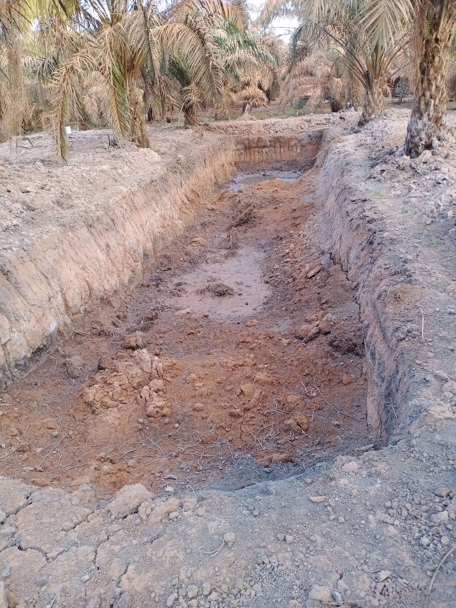 The image depicts a rectangular excavation in a dry, arid environment, likely a plantation given the presence of palm trees in the background. The excavation itself is a deep trench with partially sloped sides. The soil is predominantly brown and reddish-brown, with some areas appearing damp and muddy, suggesting recent water accumulation. Scattered dry vegetation and debris are visible within and around the trench. The surrounding ground is cracked and dry, composed of dirt and small stones. The palm trees in the background are tall and slender, with dried fronds, indicating a hot climate. The lighting suggests it is daytime, with the sun casting soft shadows. There is no evidence of people or ongoing activity in the image. This scene is not specifically located in Ketapang, Indonesia, as there are no identifiable landmarks or context clues to suggest this location.